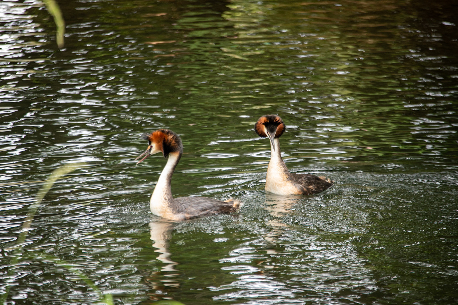 Great crested grebe, Lake Alexandrina