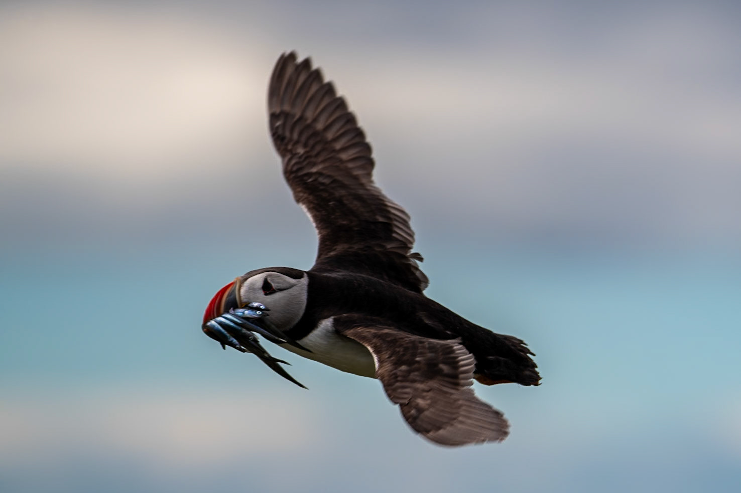 Puffin with sand eels, Farne Islands