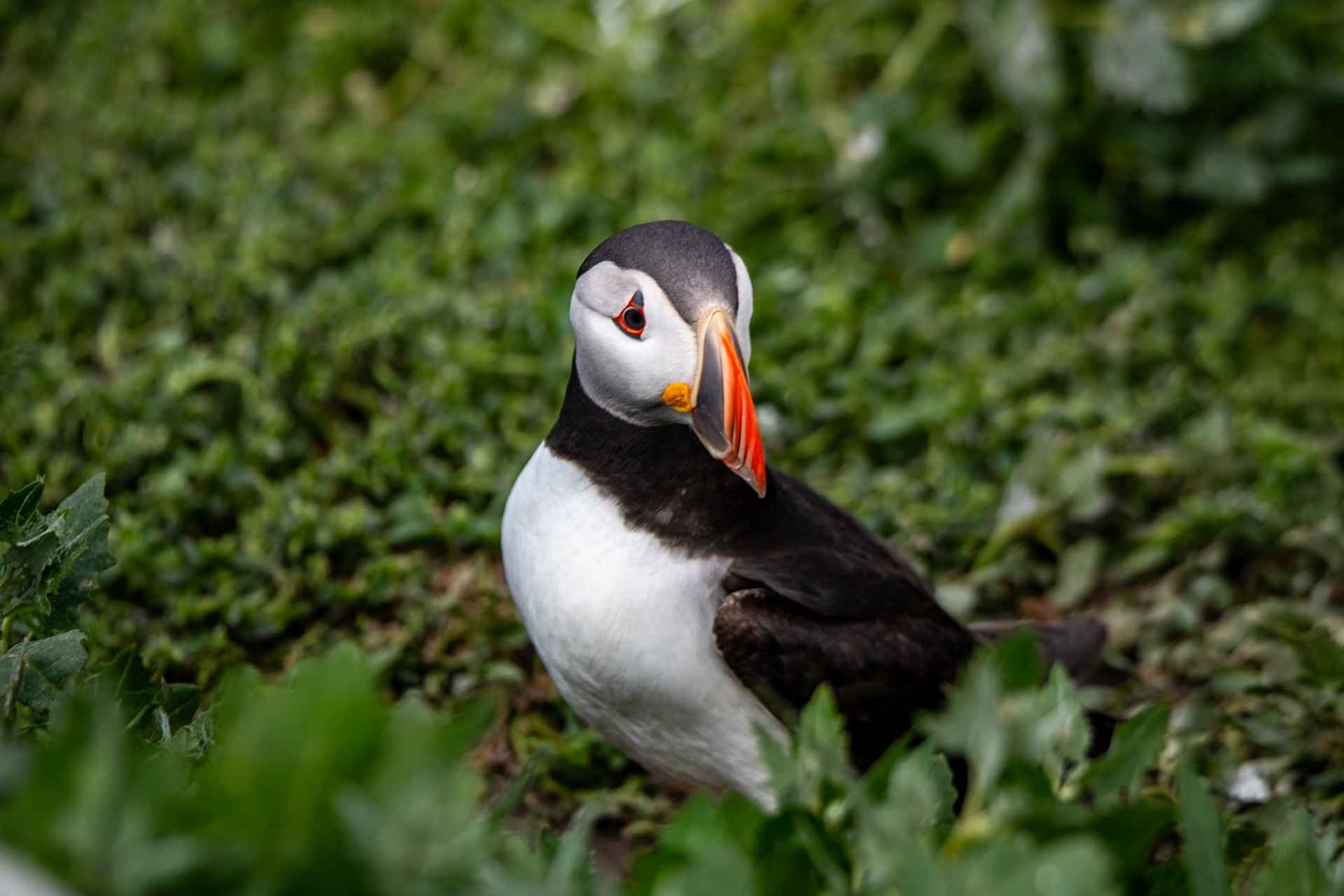Puffin, Farne Islands