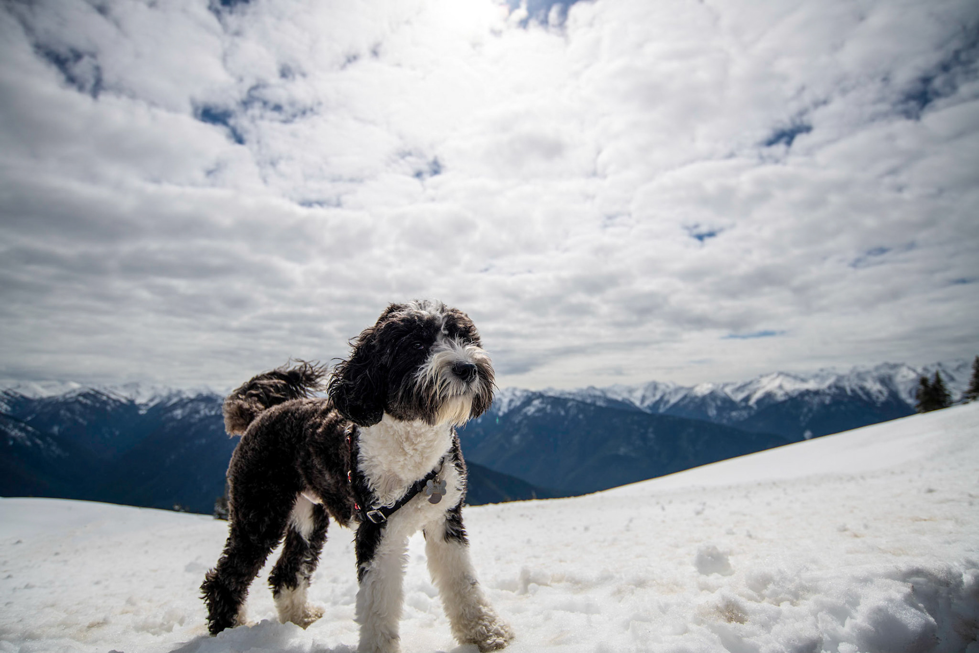 slate.theaussiedoodle@ Hurricane Ridge