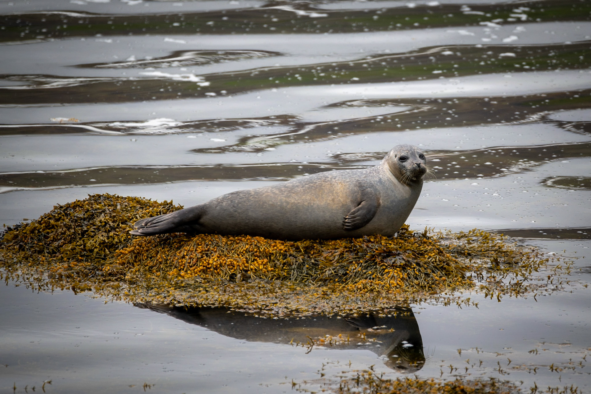 Grey seal