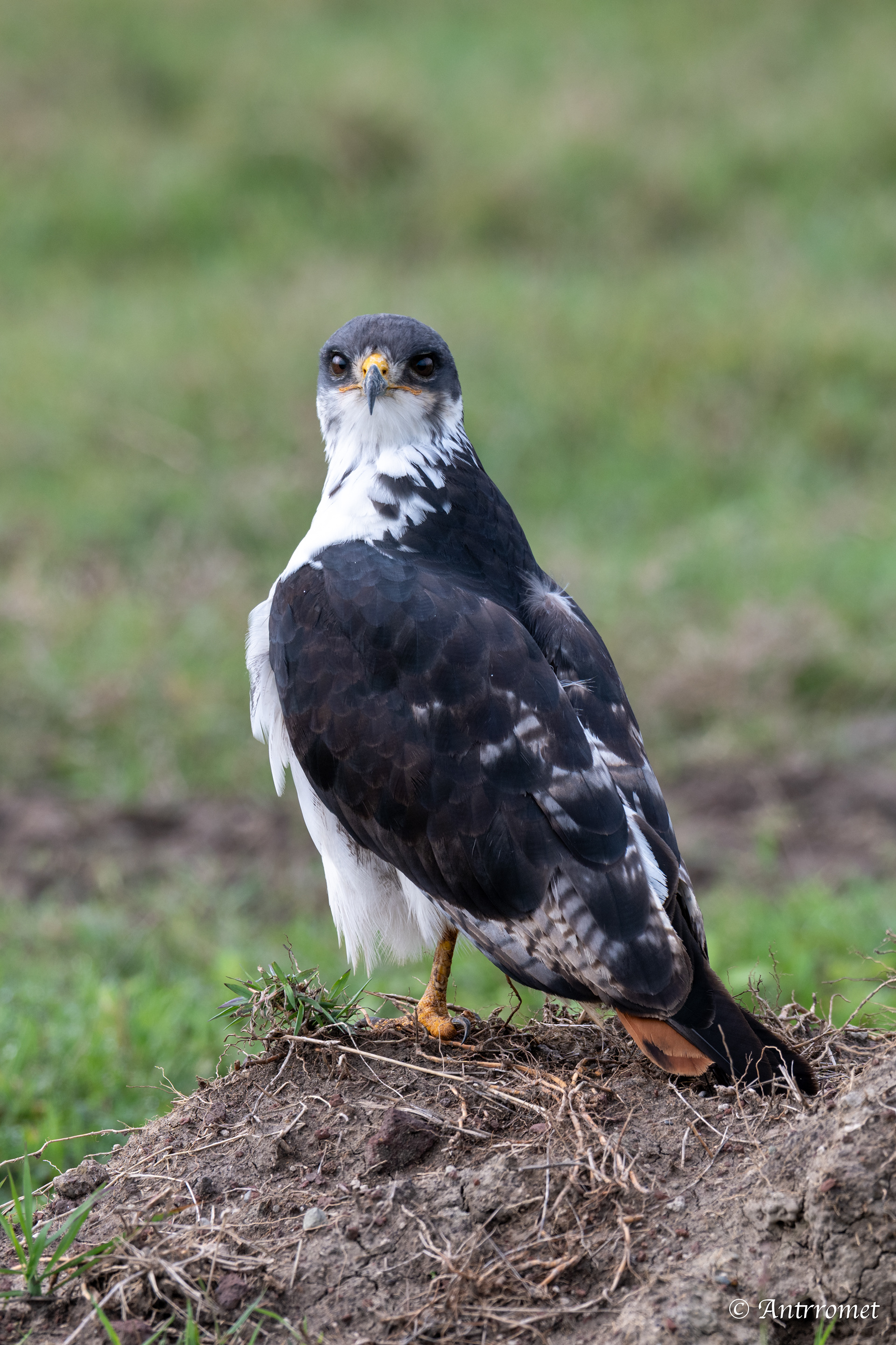 Augur Buzzard