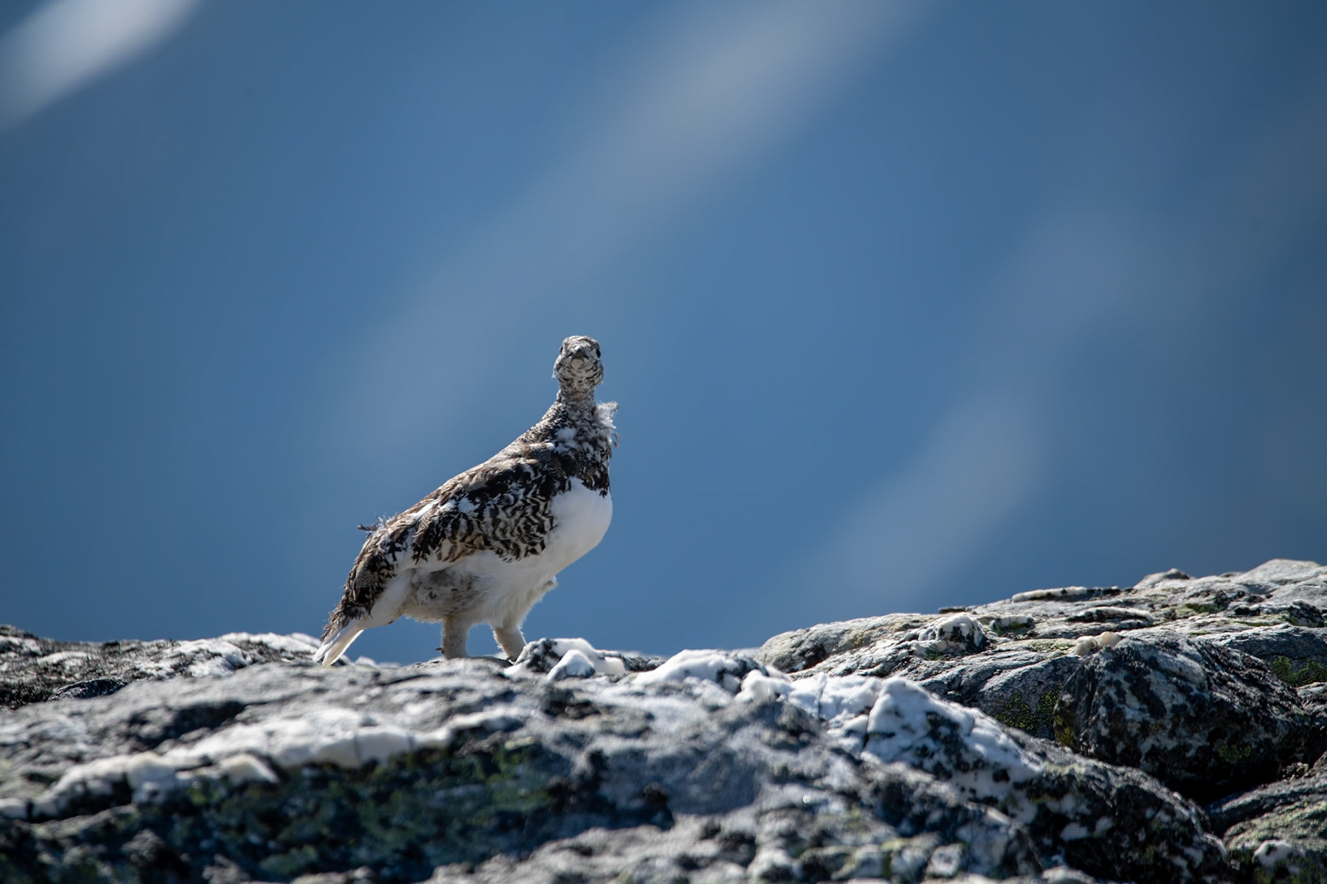 Rock Ptarmigan