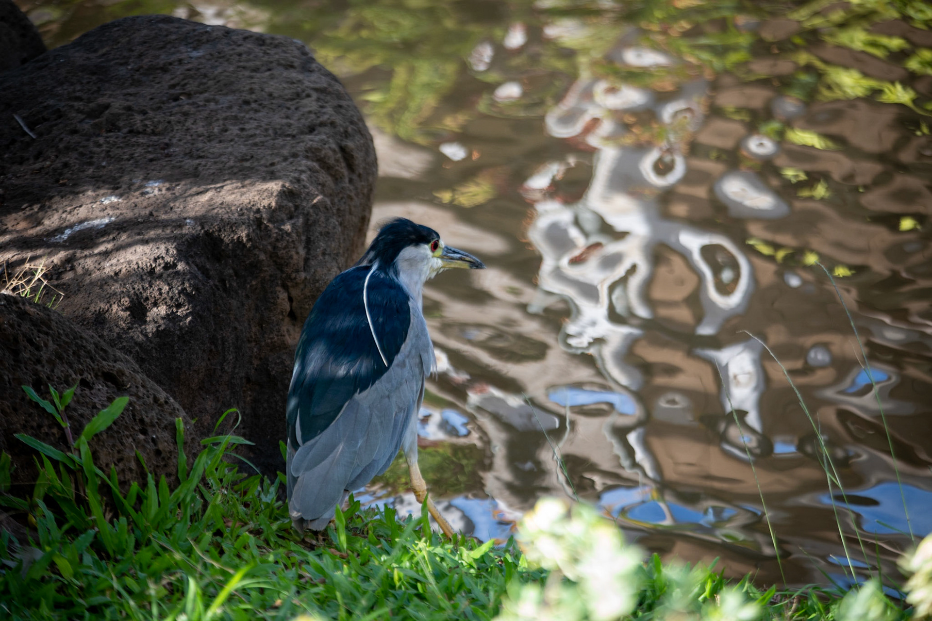 Black-crowned night heron at Cafe O'Lei at the Mill House