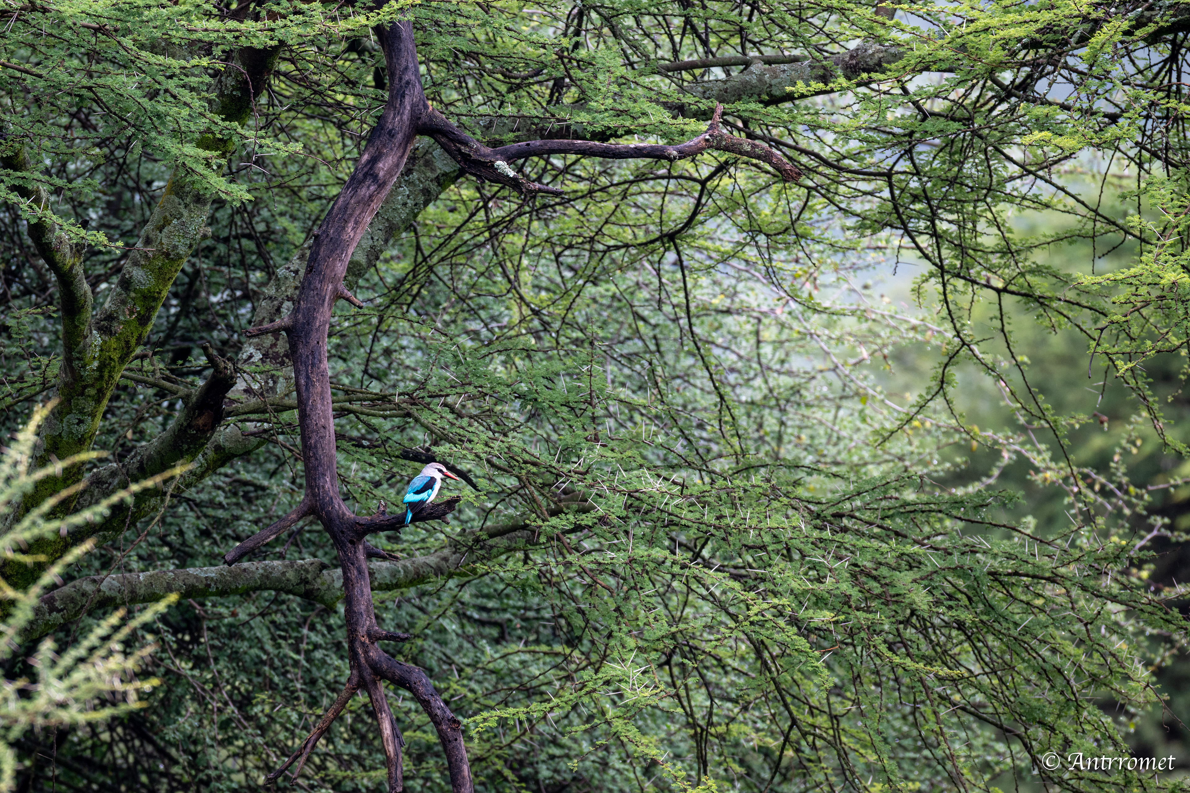 Malachite Kingfisher