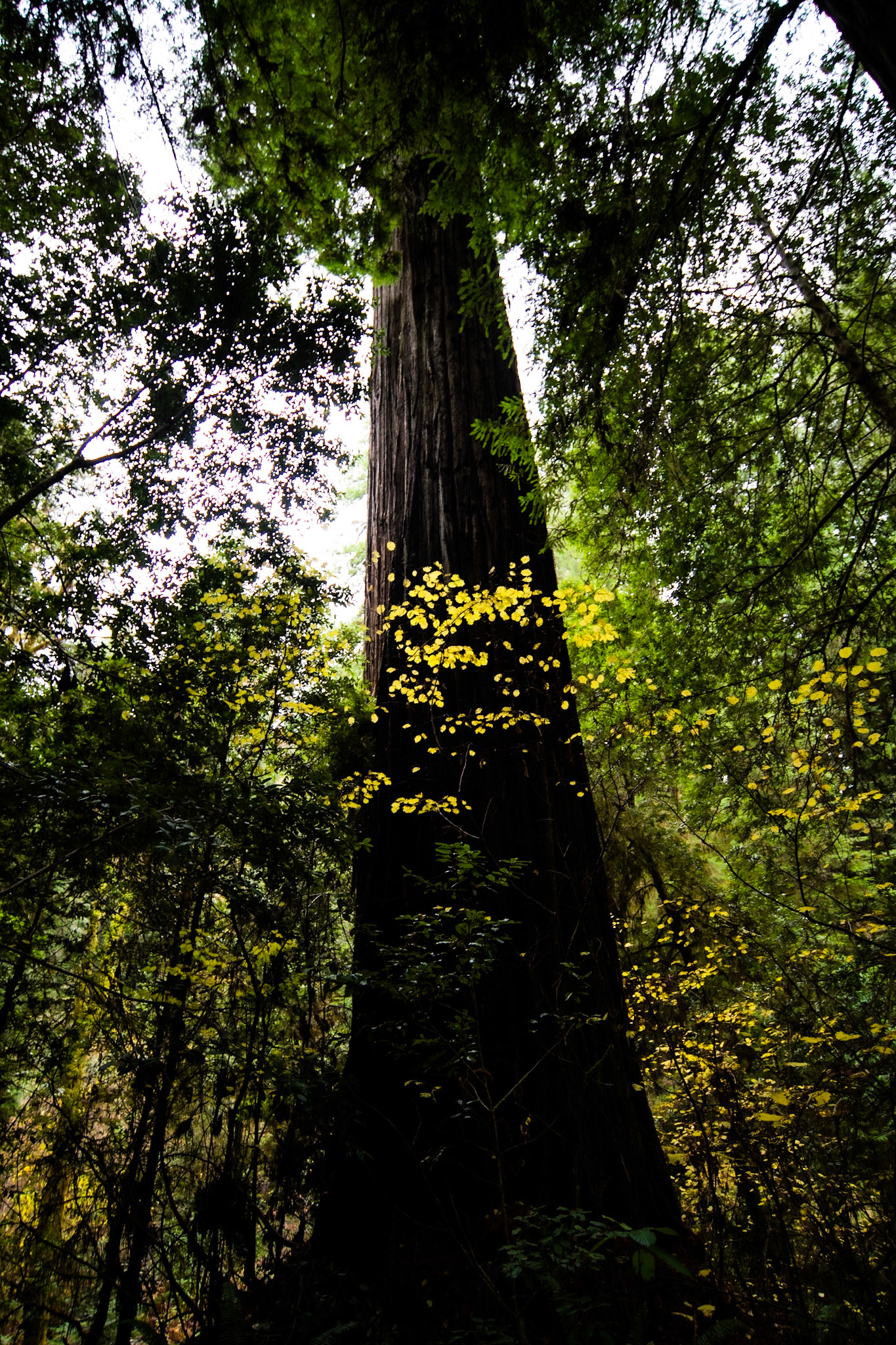 Simpson-Reed Grove Trail