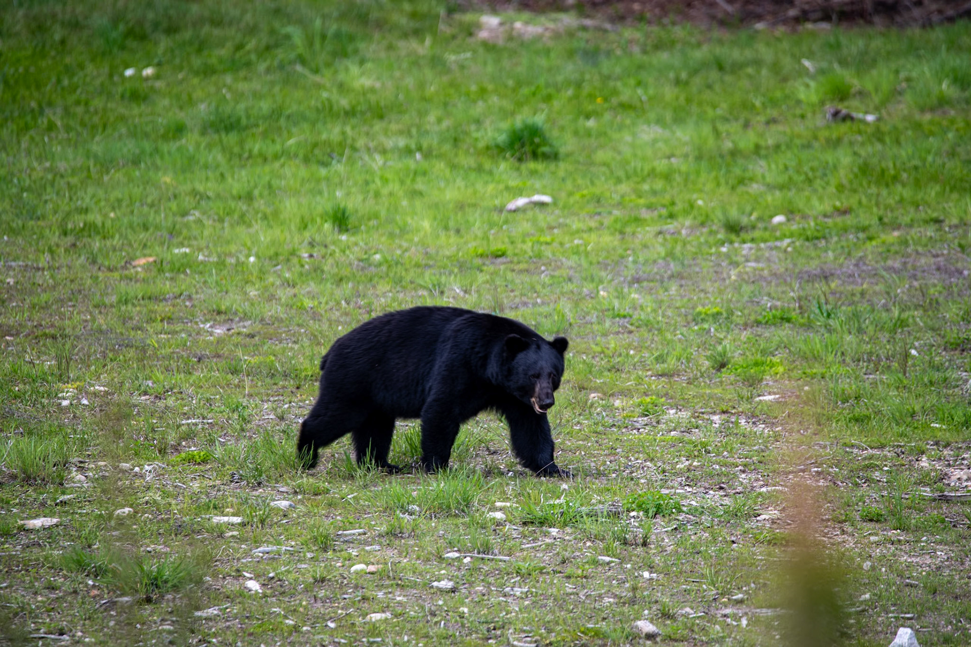 Black bears near Yellowhead Highway