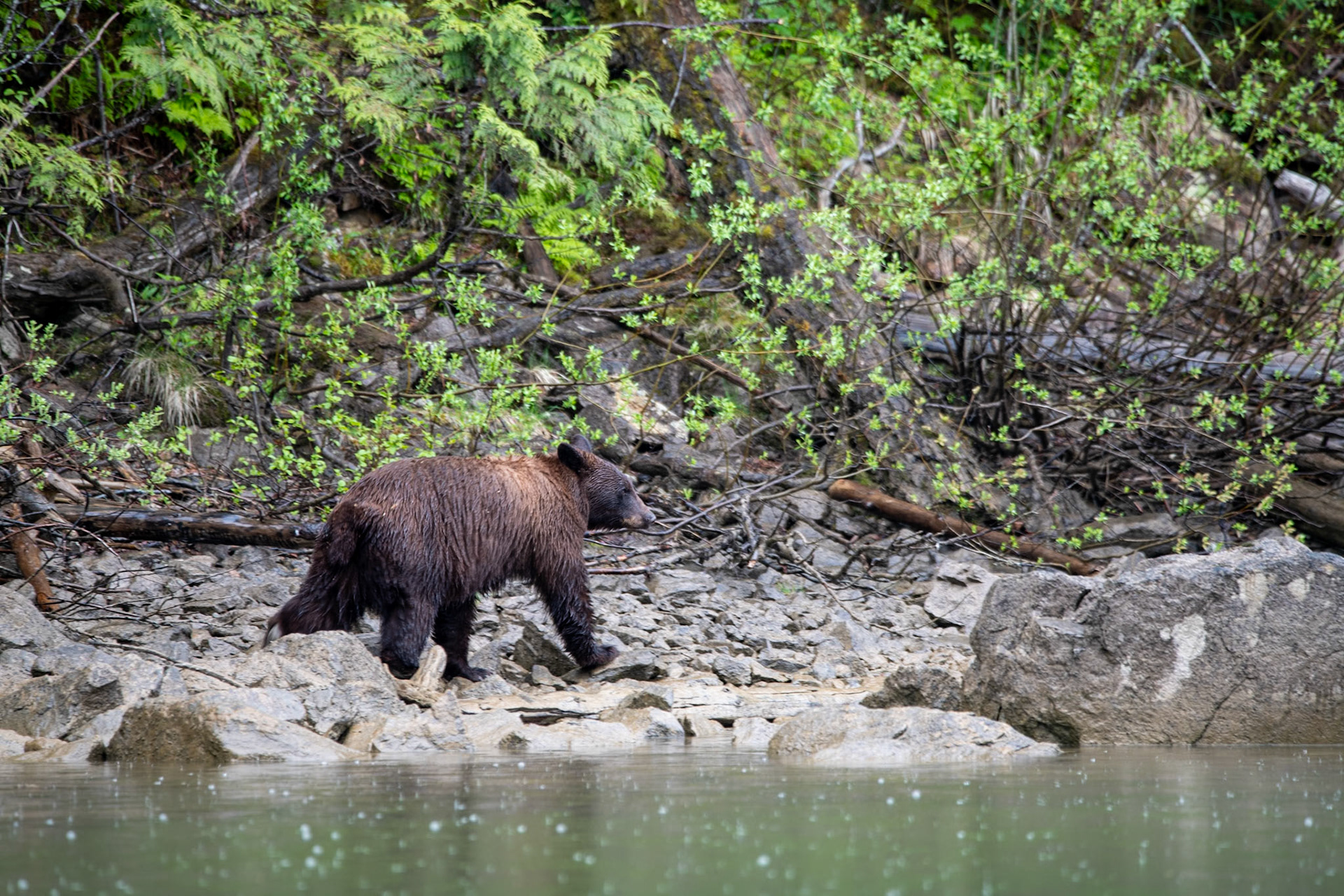 Black bear near Mud Lake