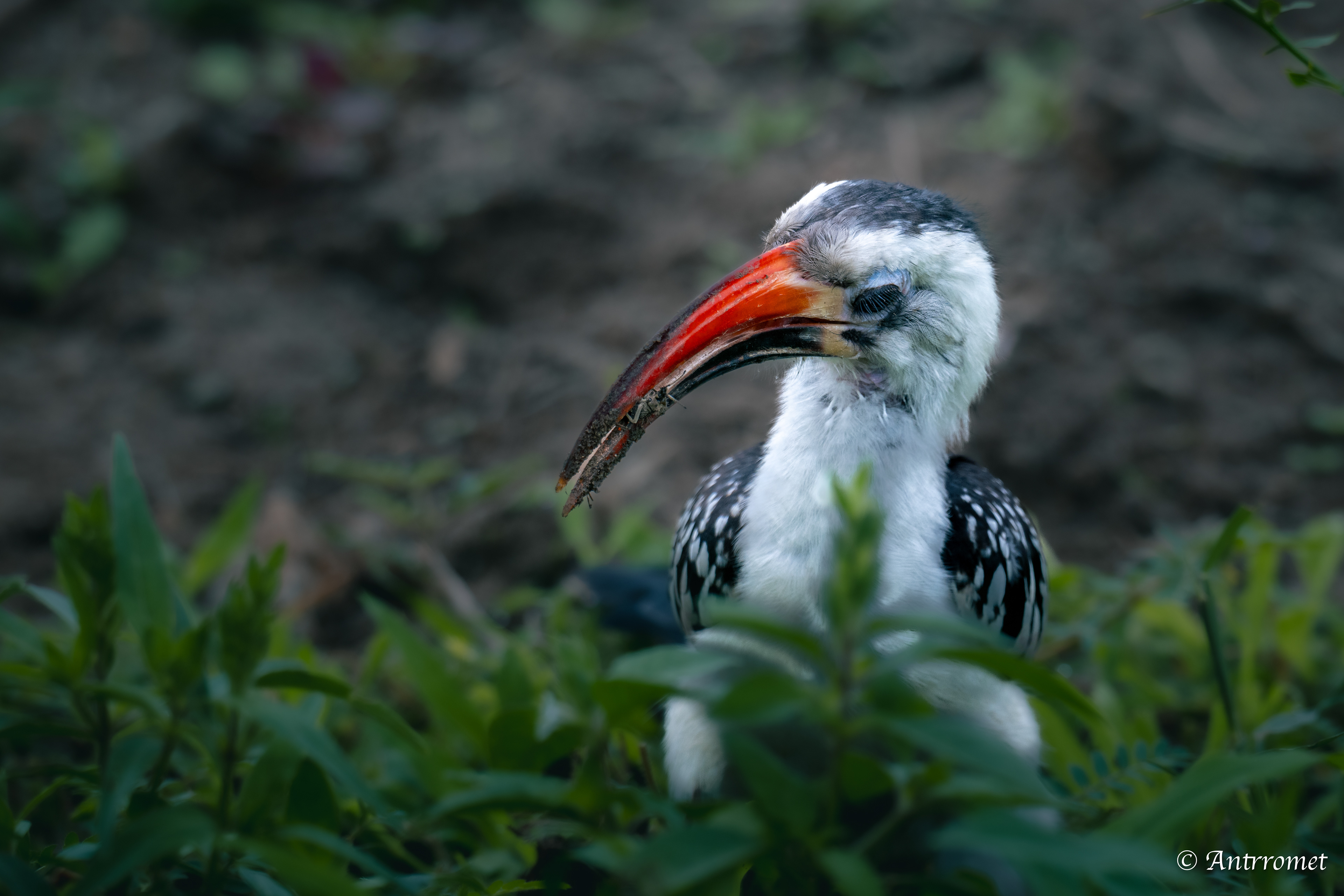 Red-billed Hornbill
