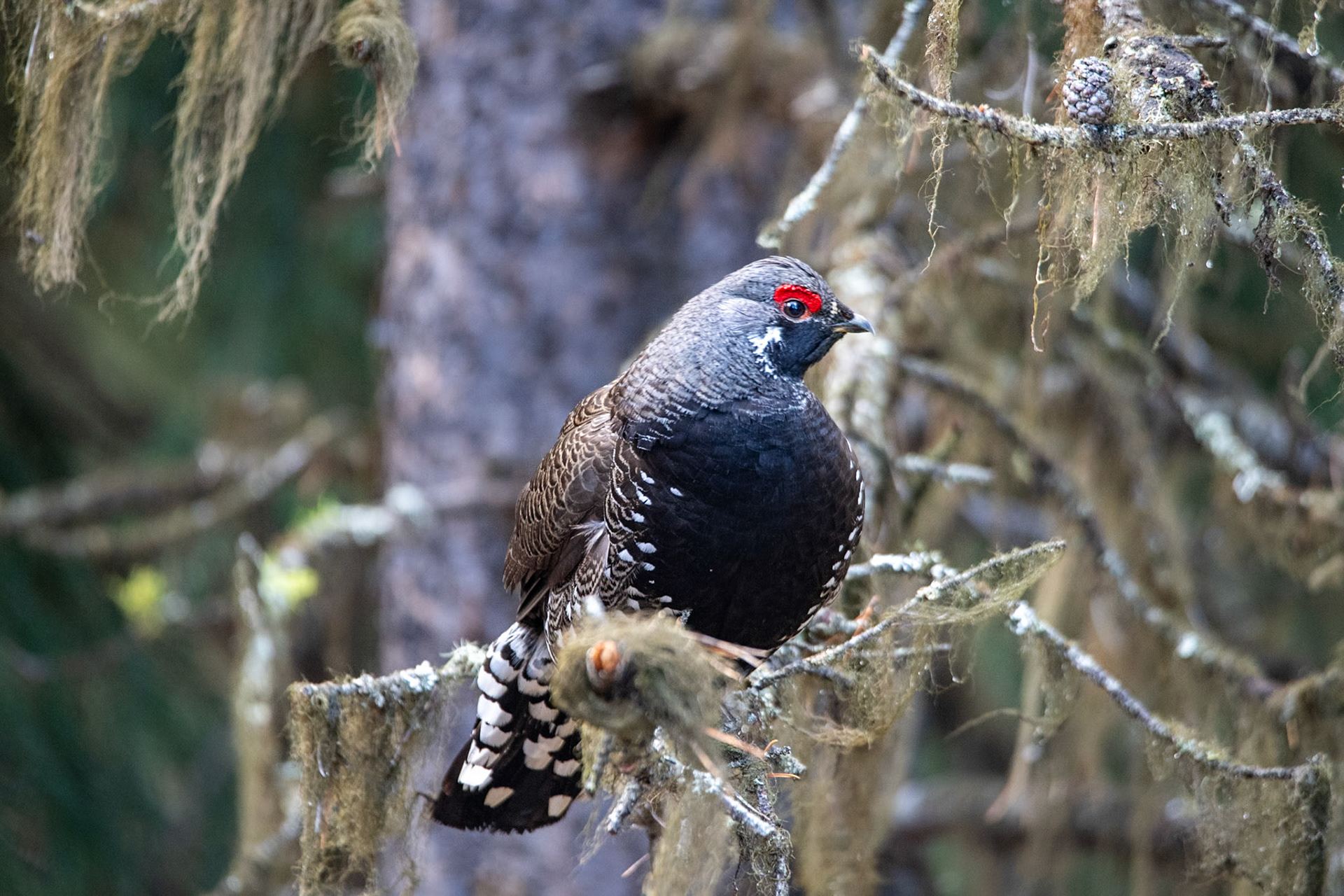 Spruce grouse near Maligne Lake picnic area