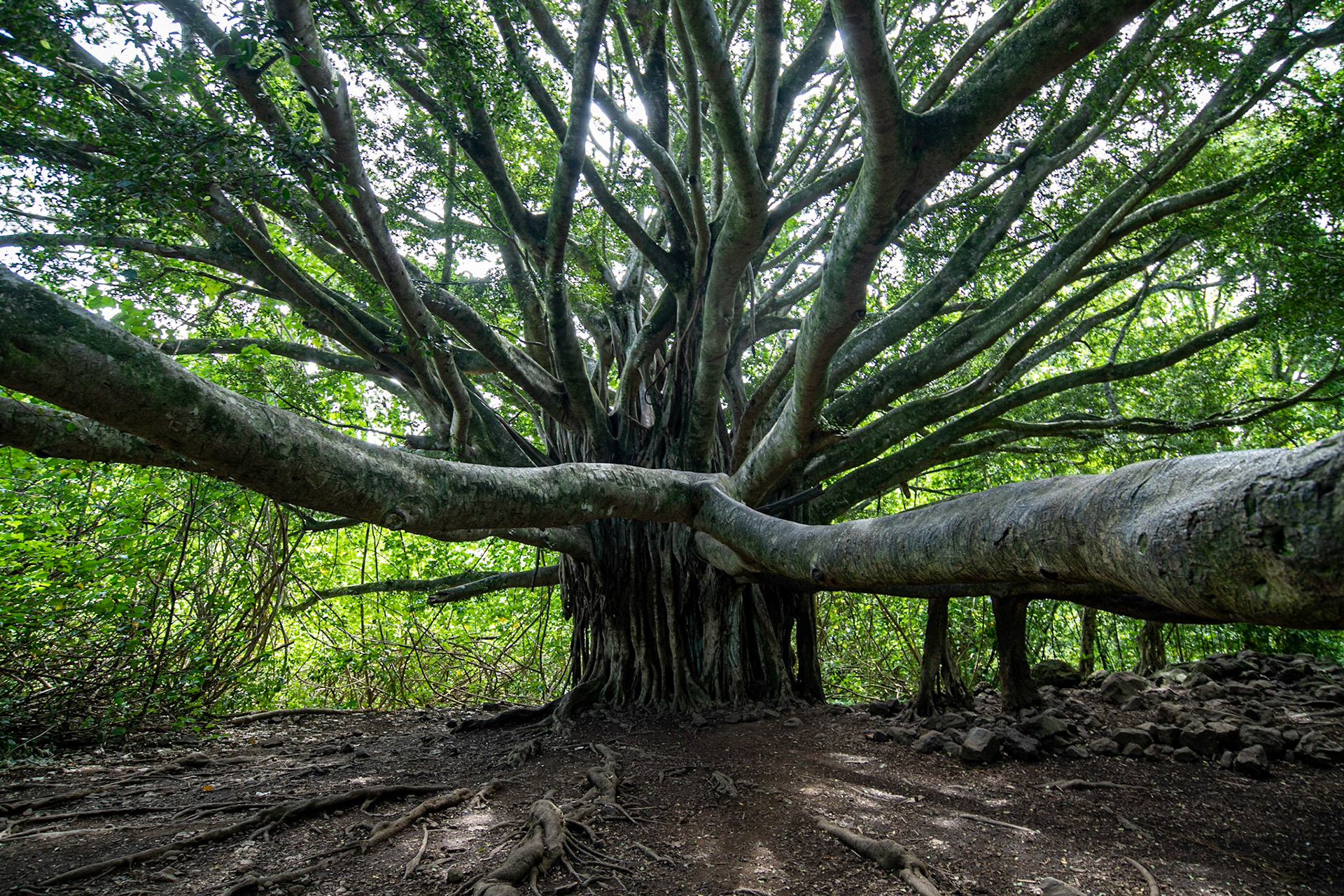 Banyan tree at Pipiwai trail