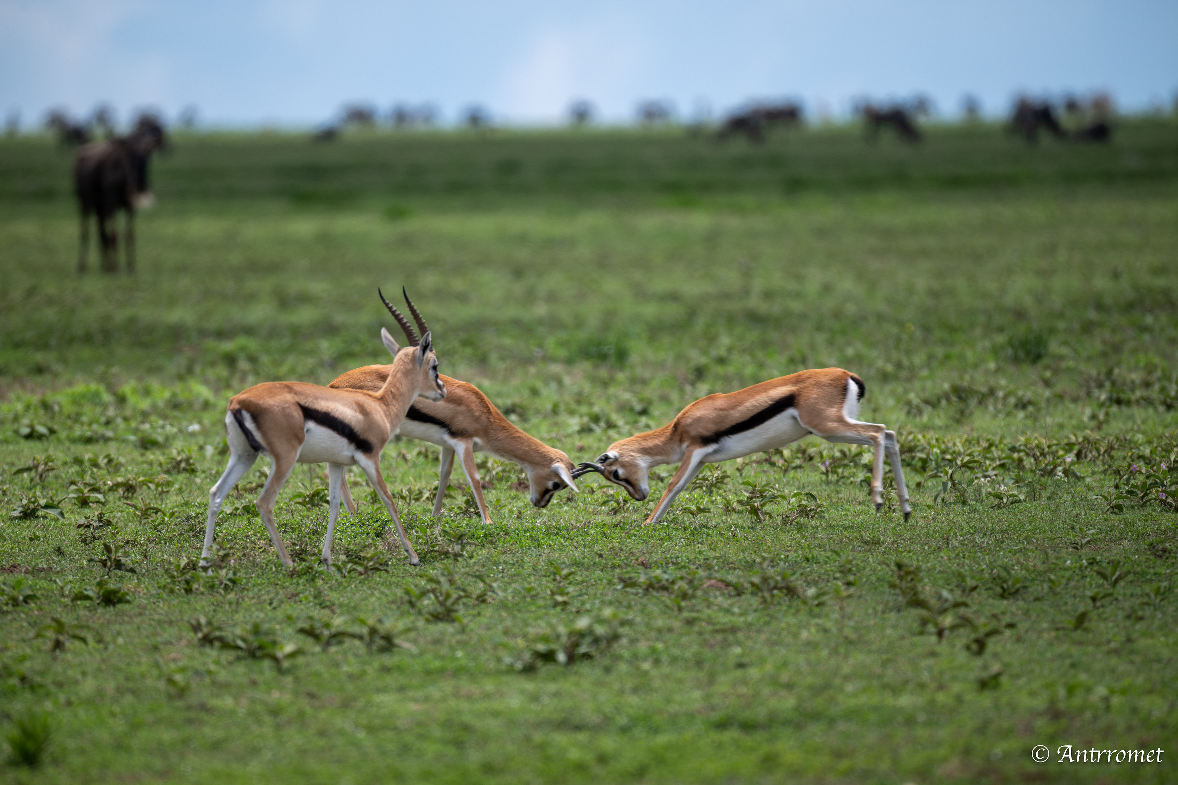 Thomson's Gazelles playing