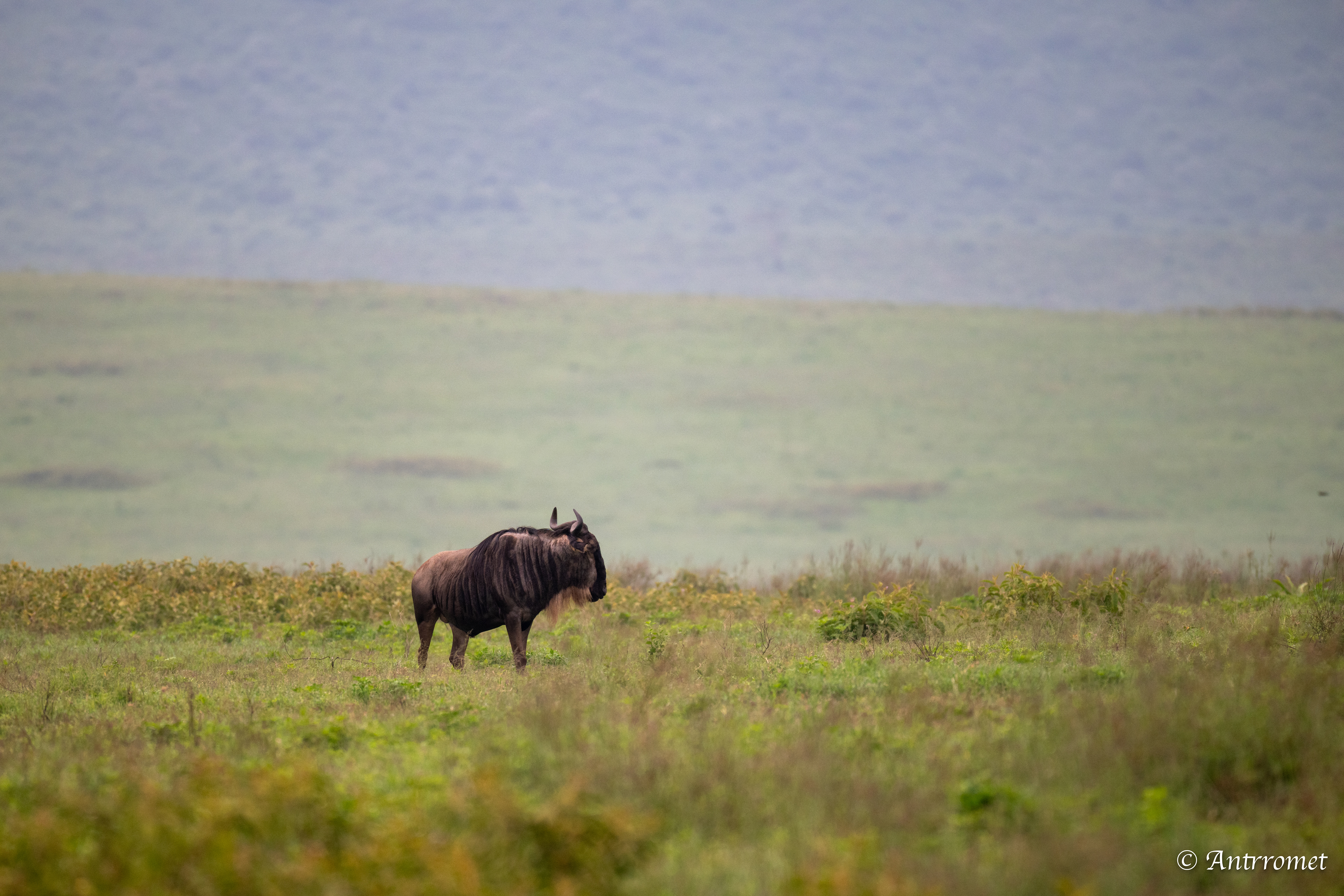 Wildebeest