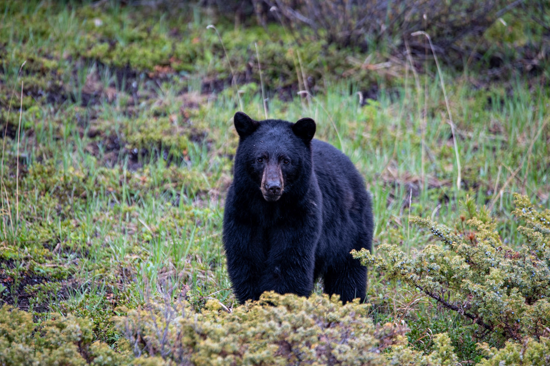 Black bear near Goats and Glacier lookout on Icefields Parkway