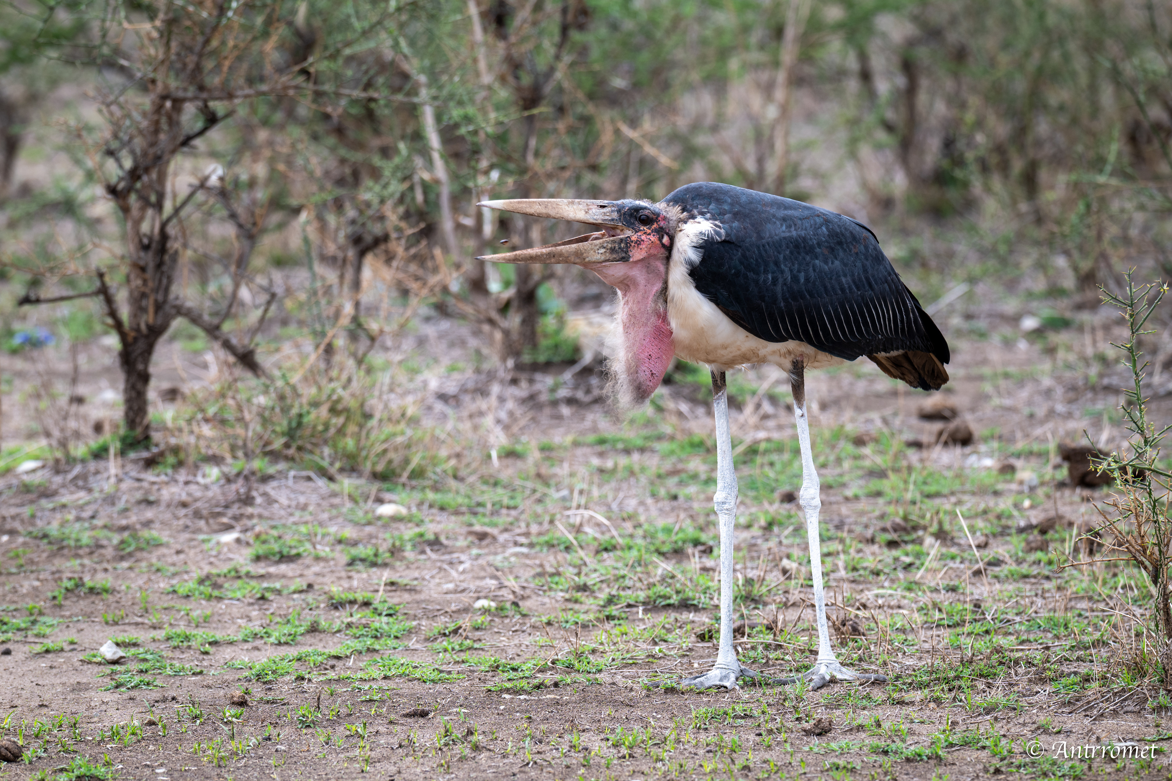 Marabou Stork