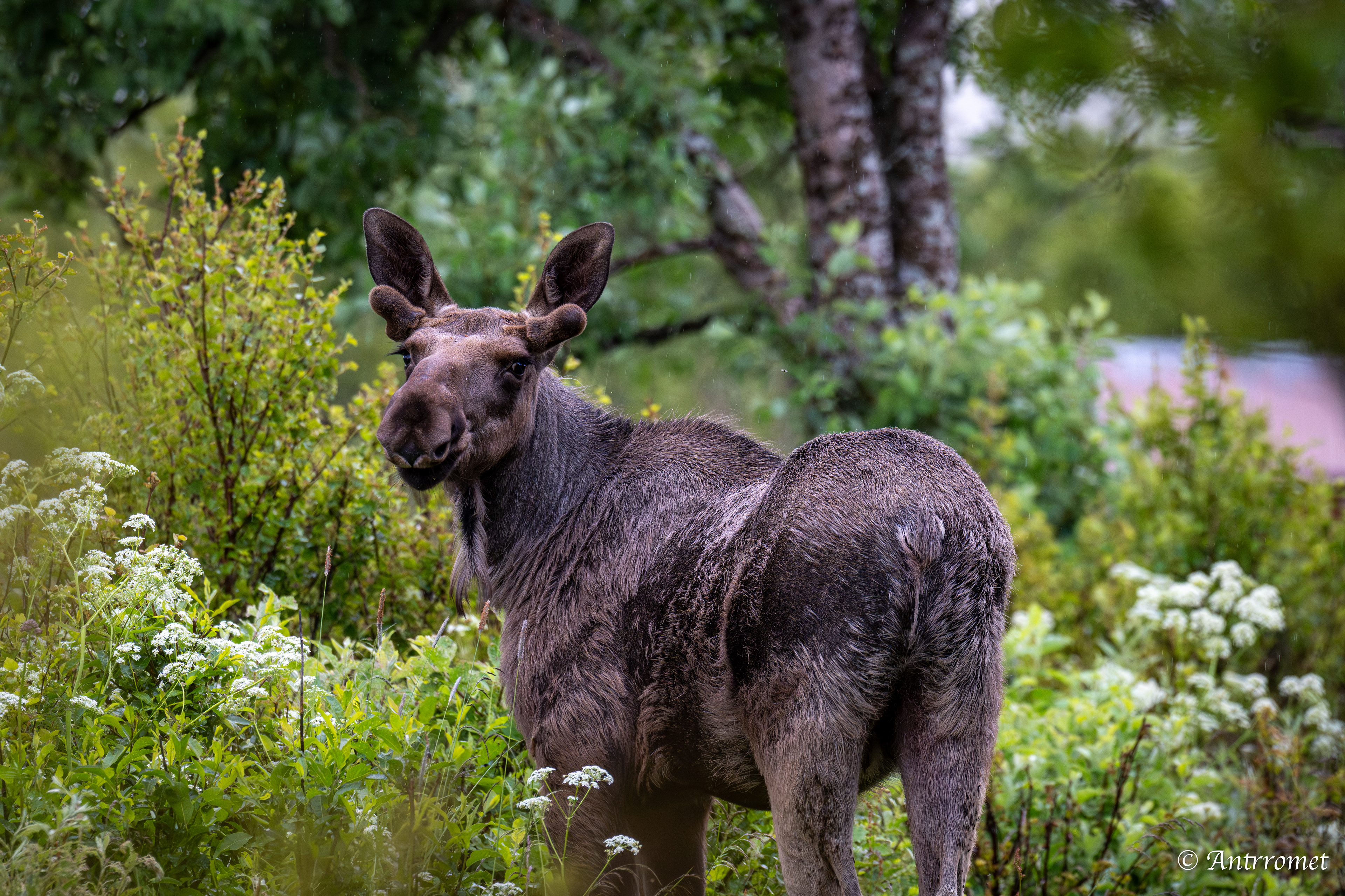 Moose somewhere near Åse on a tour with Arctic North Adventures