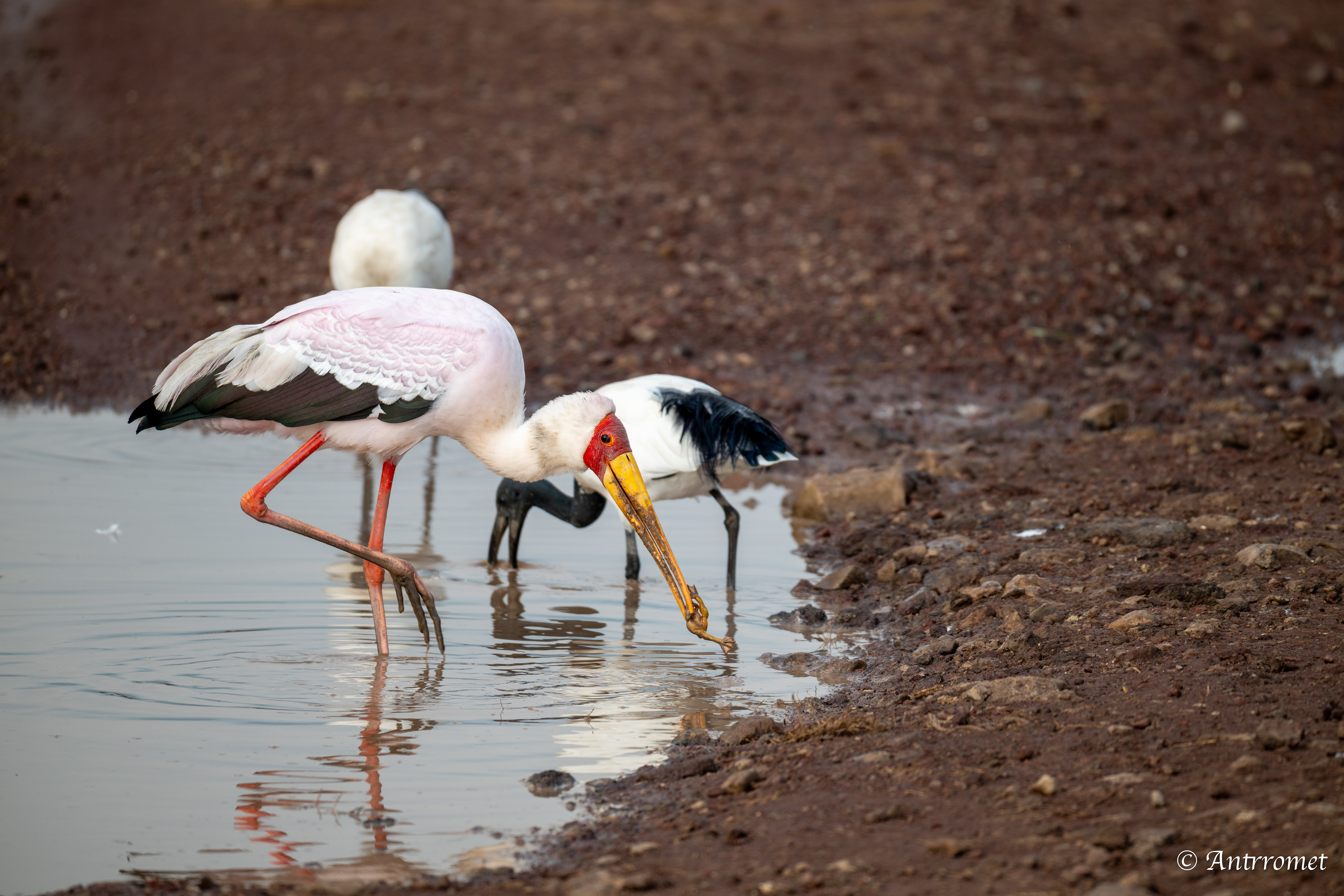 Yellow-billed Stork with African Sacred Ibis