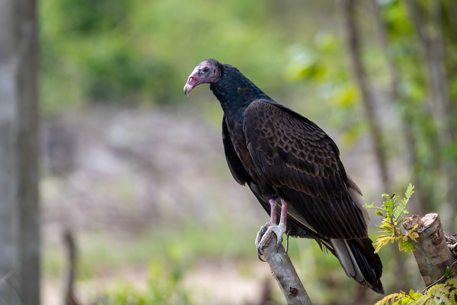 Turkey vulture at San Ángel