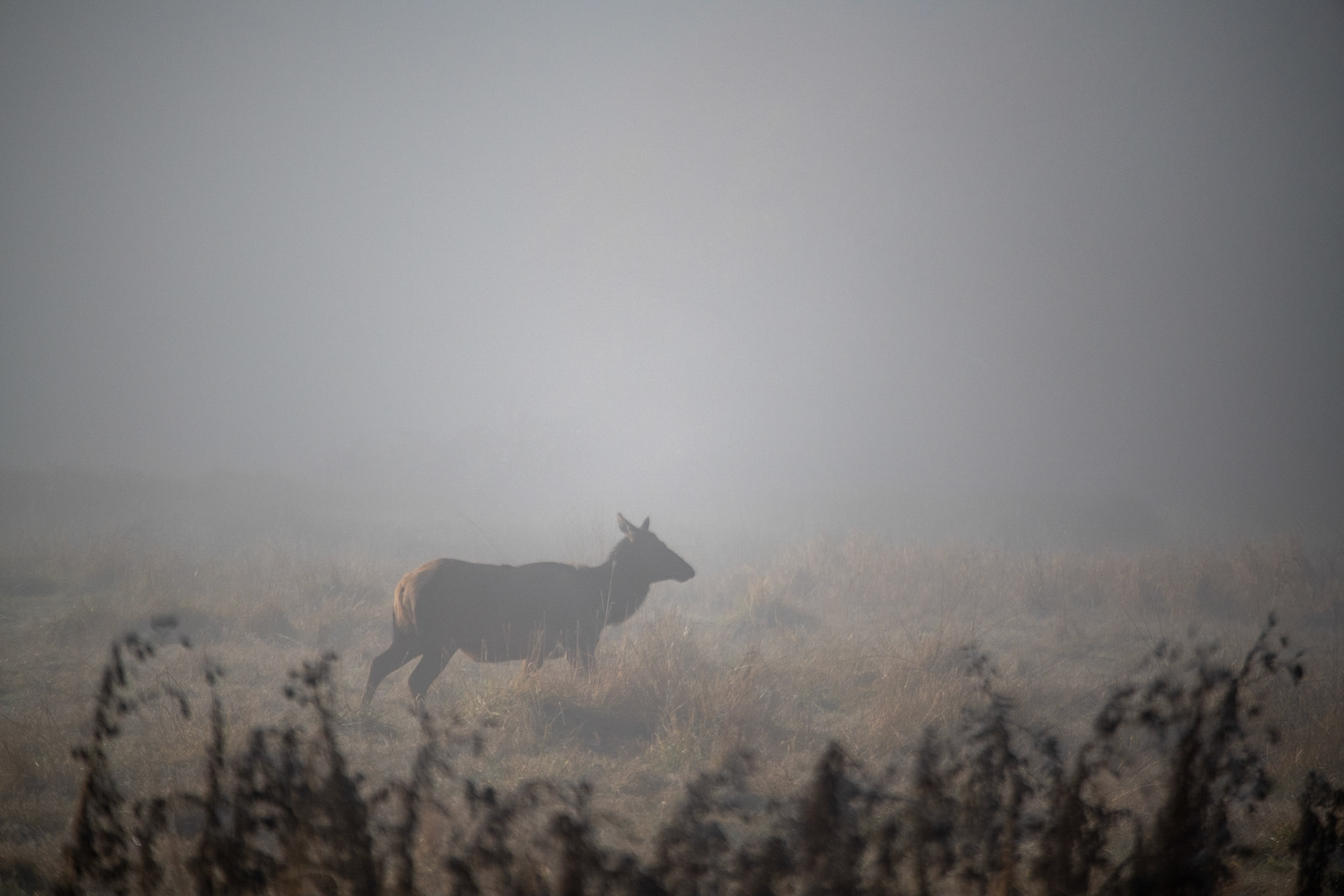Roosevelt Elk at Elk Meadow