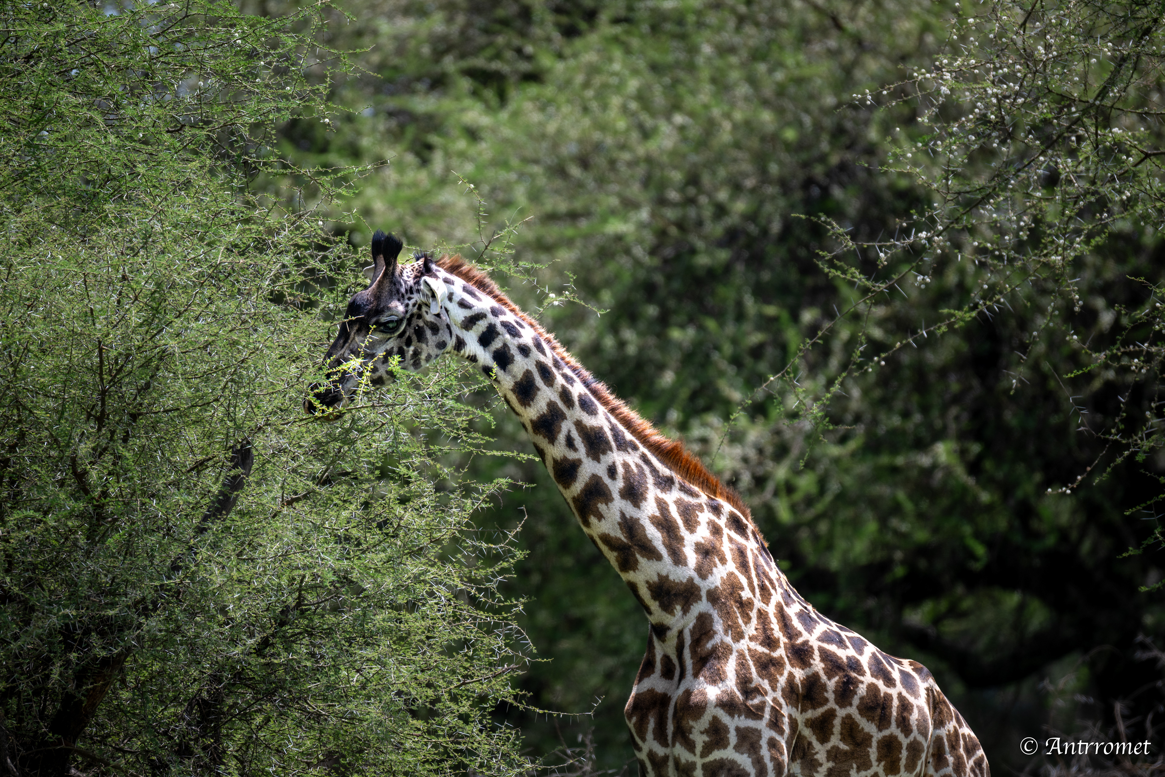 Masai Giraffe