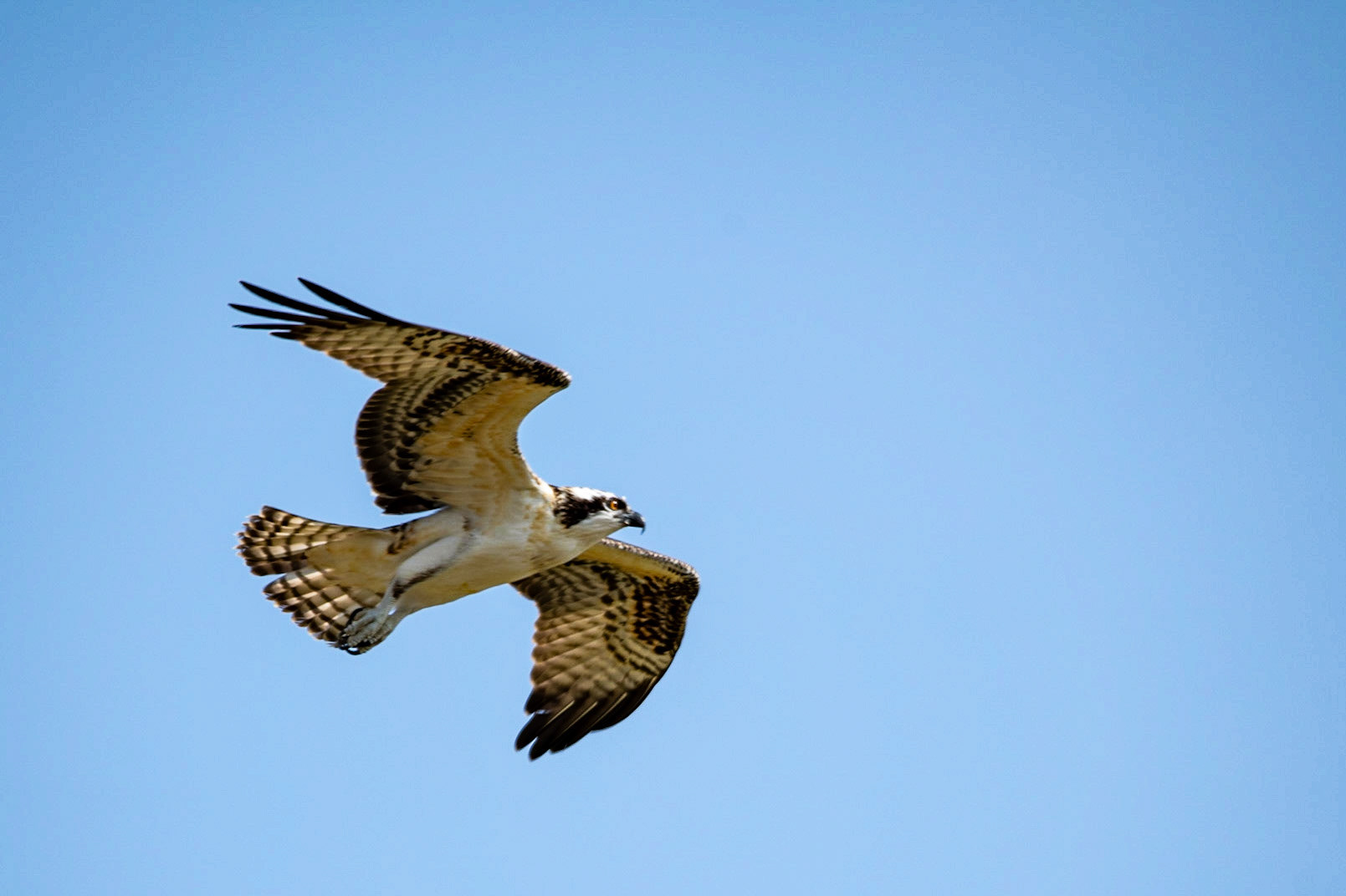 Osprey