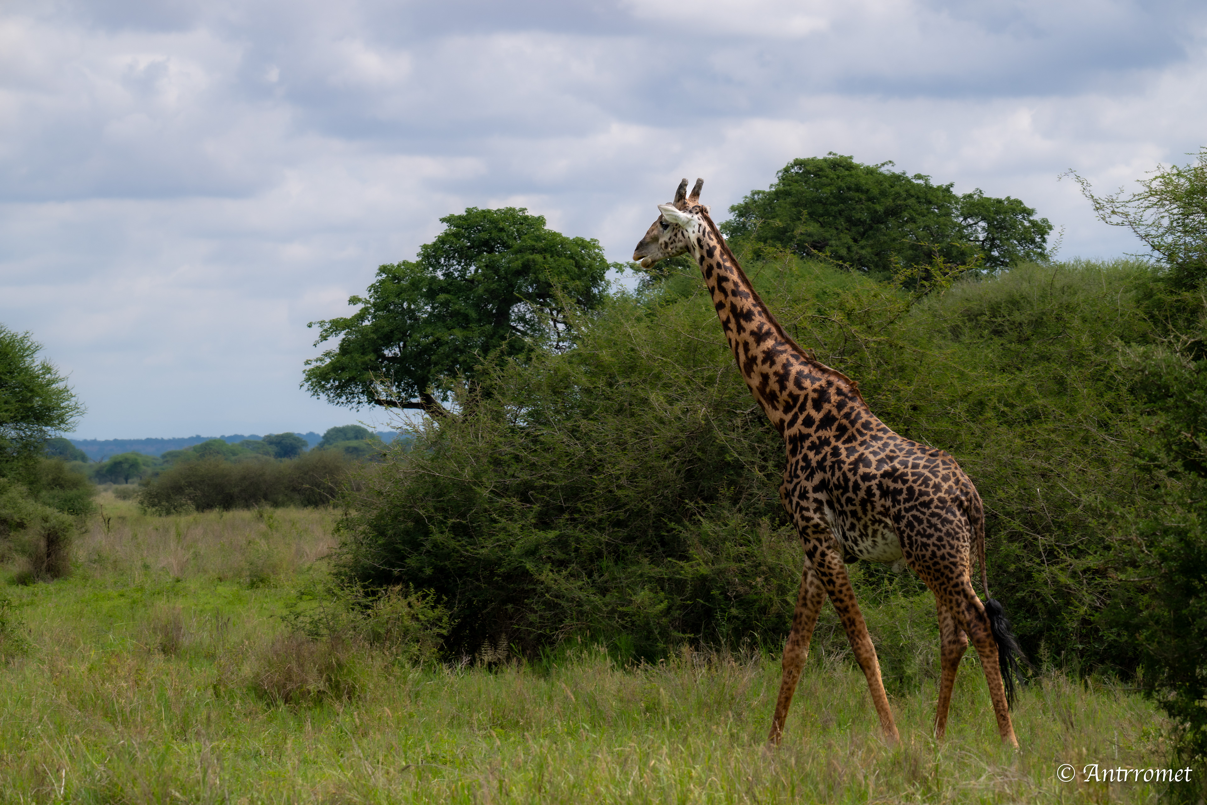 Masai Giraffe