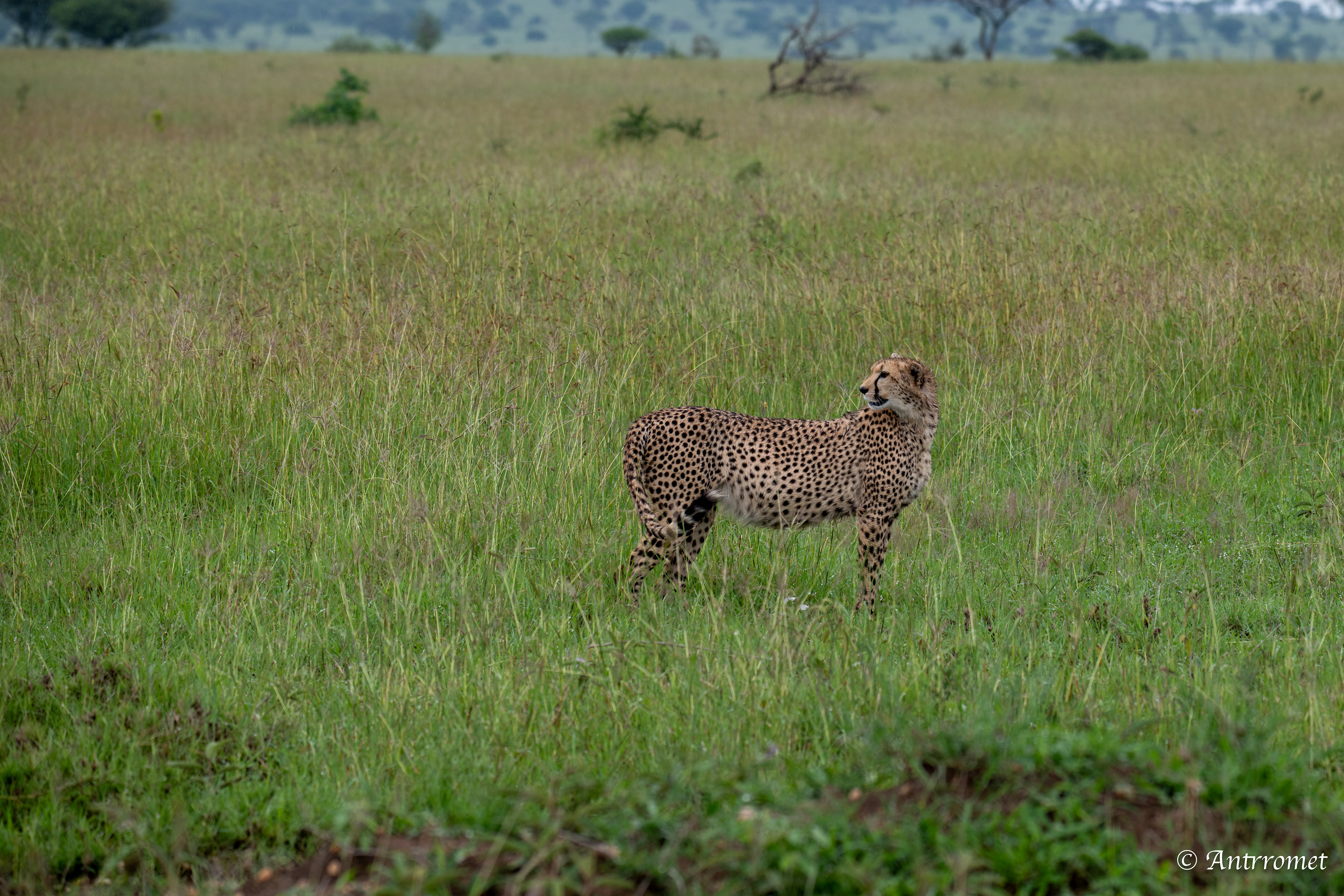 Cheetah (potentially pregnant)