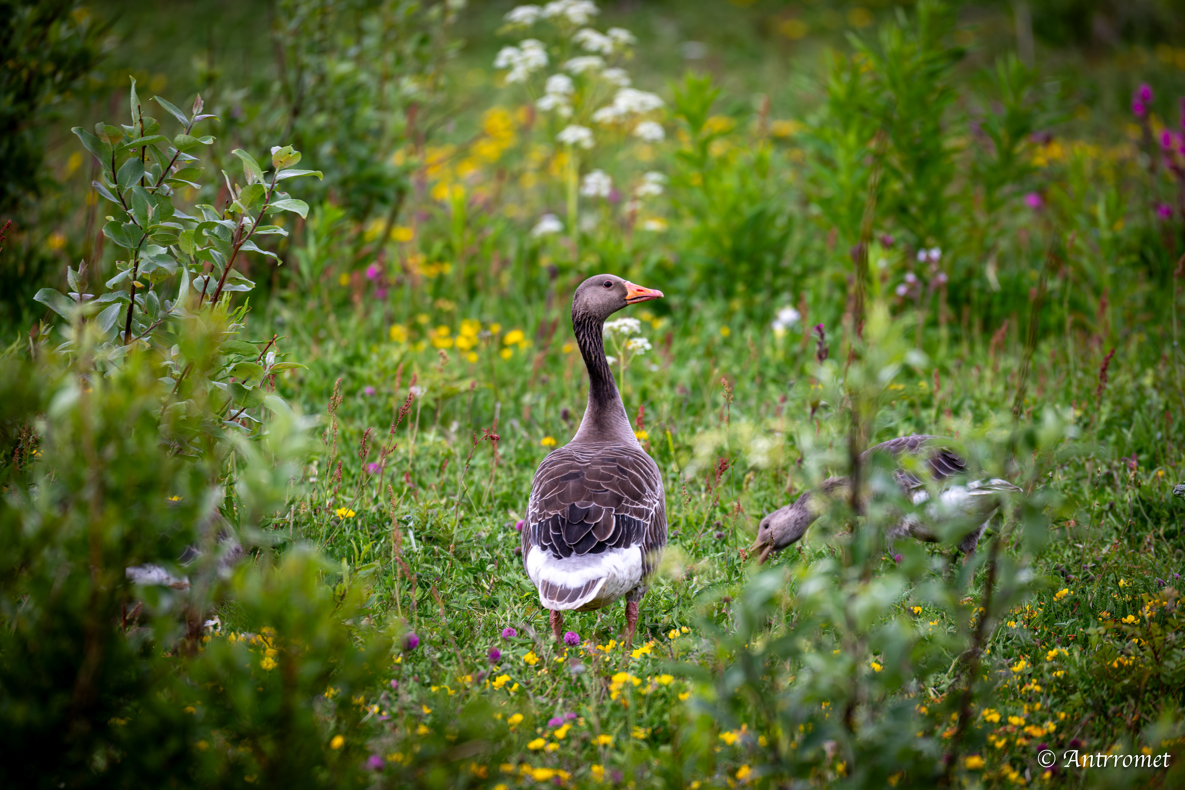 Greylag goose