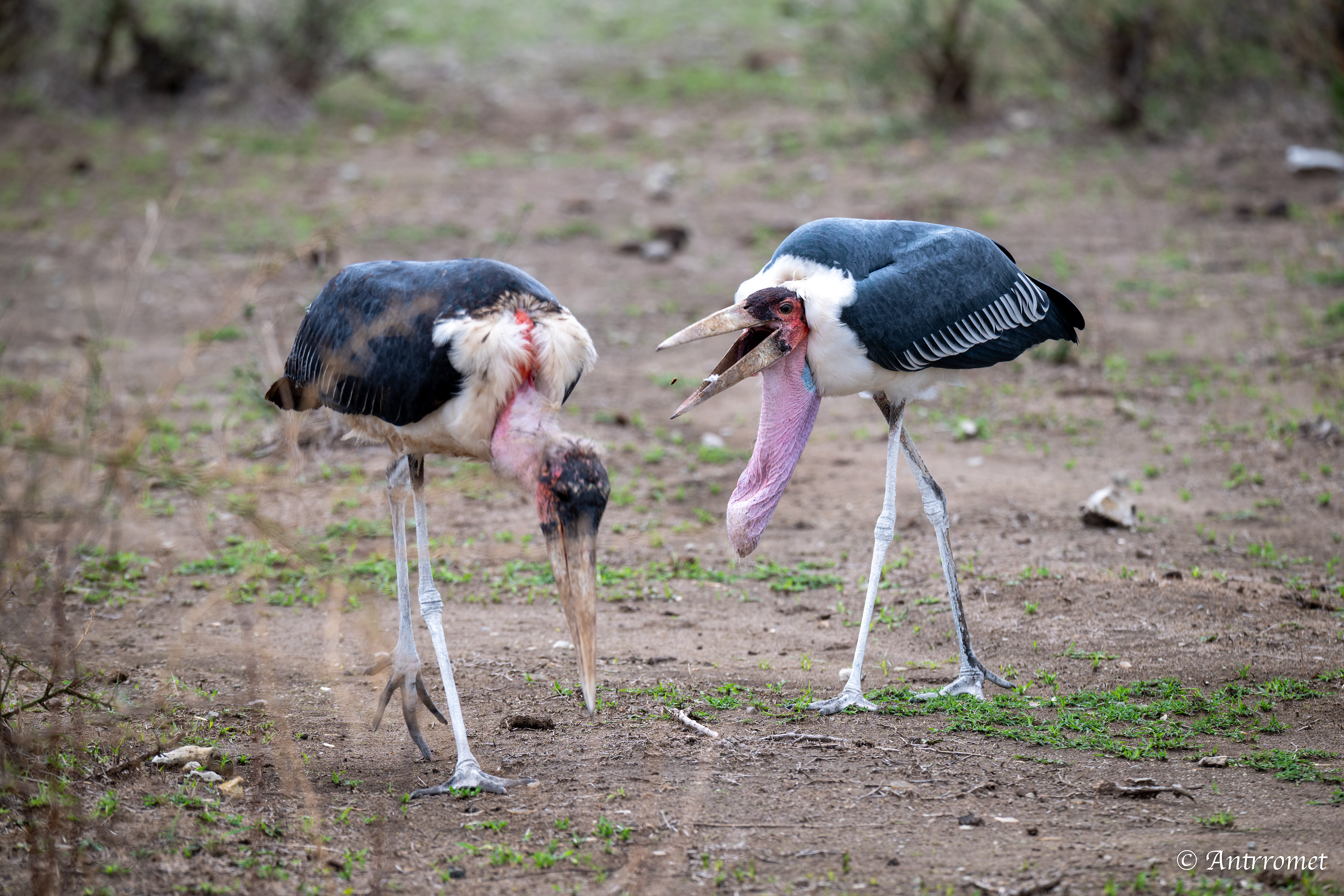 Marabou Storks