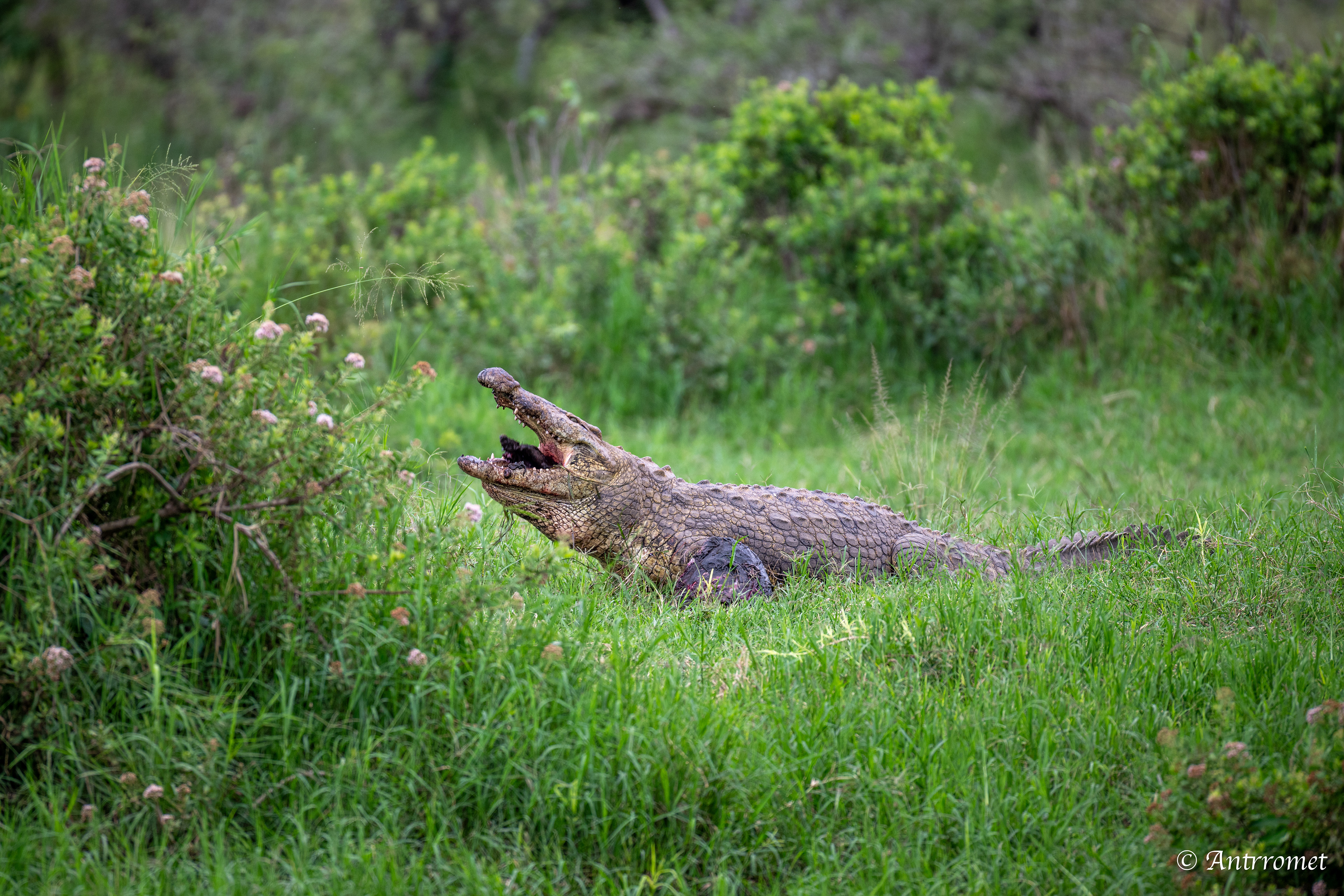 Nile Crocodile devouring a warthog