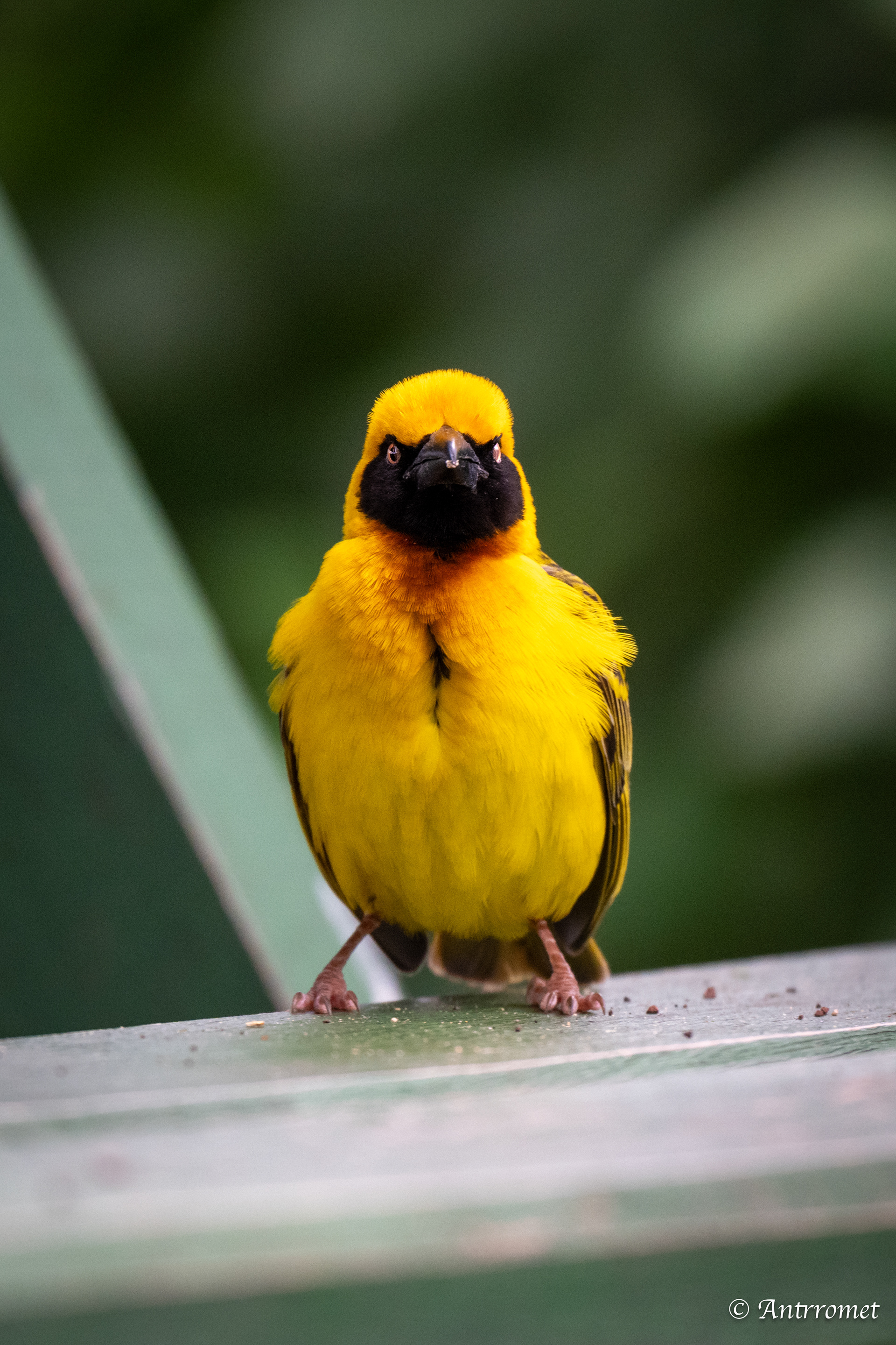 Speke's Weaver