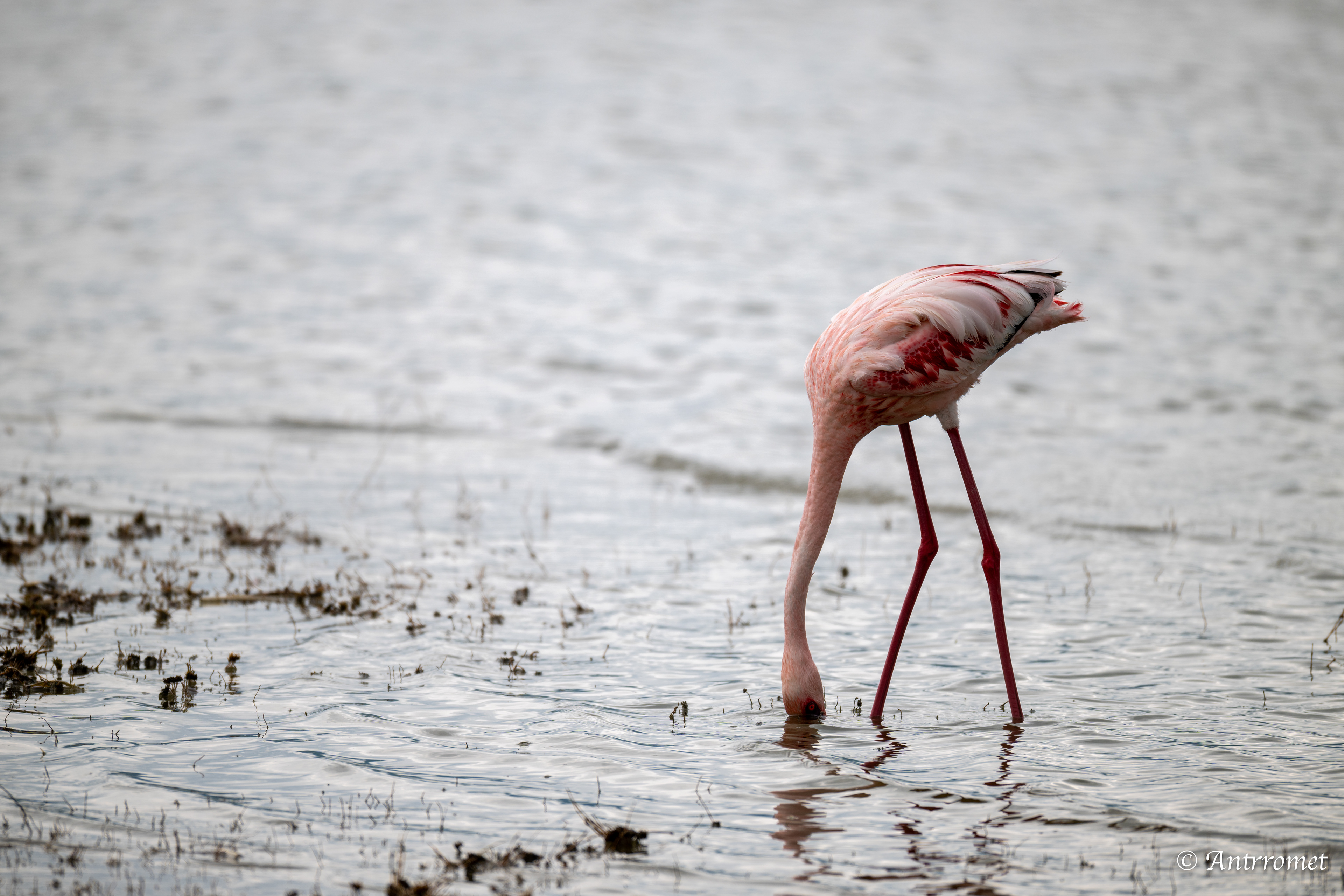 Lesser Flamingo