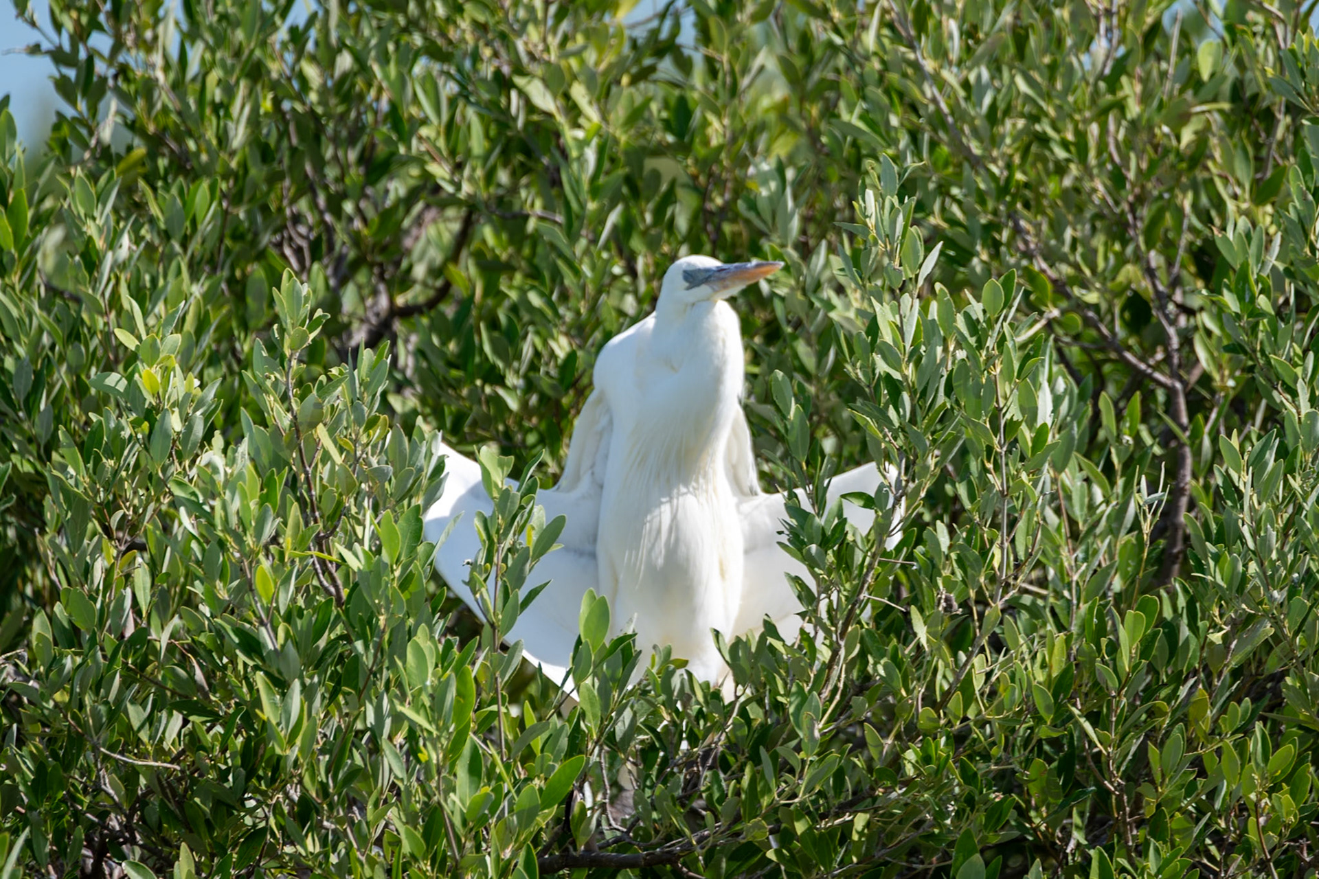 Heron chilling at Isla de la Pasión