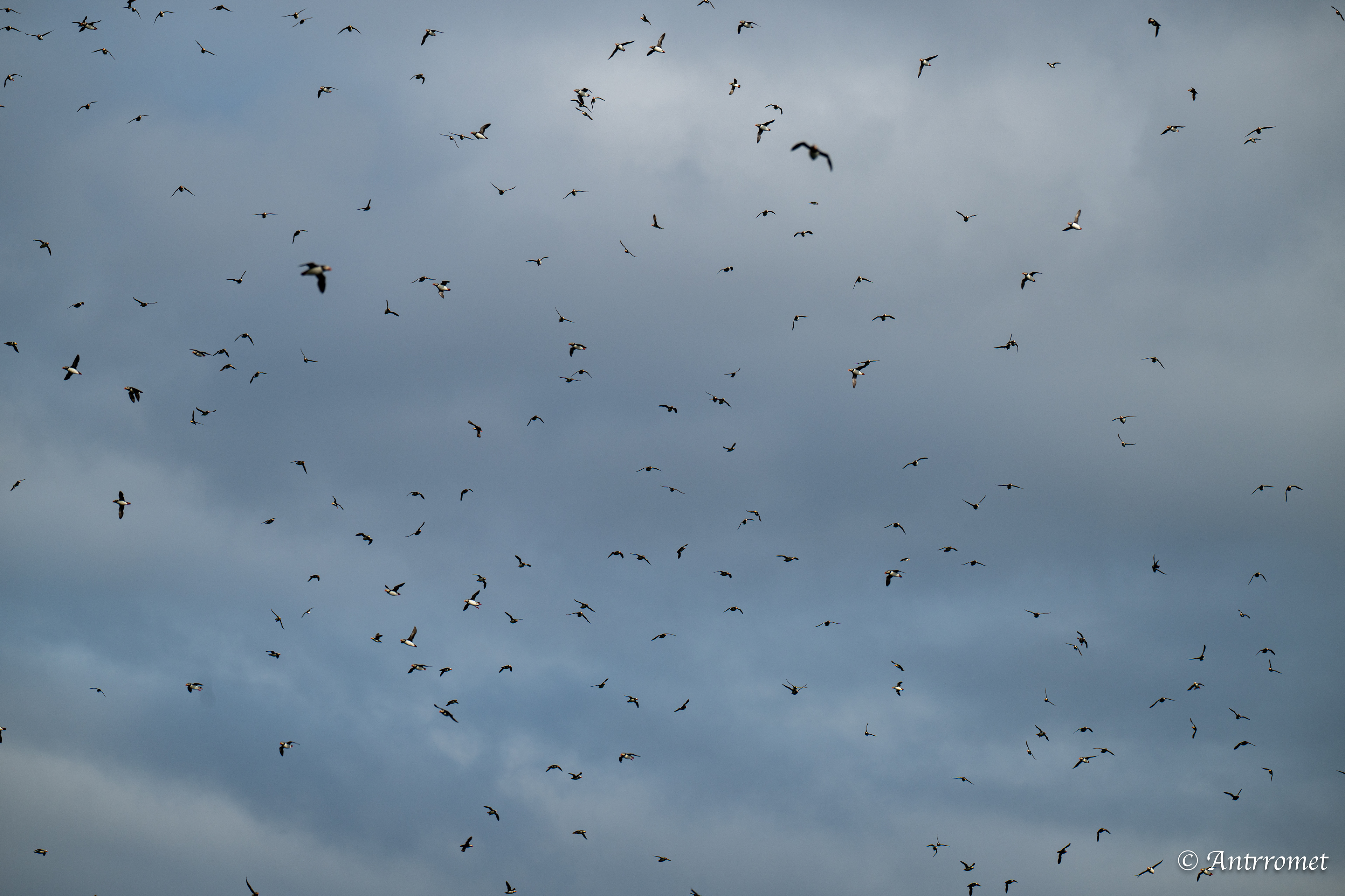 Puffins at Puffin Safari AS, Bleik, Vesteralen