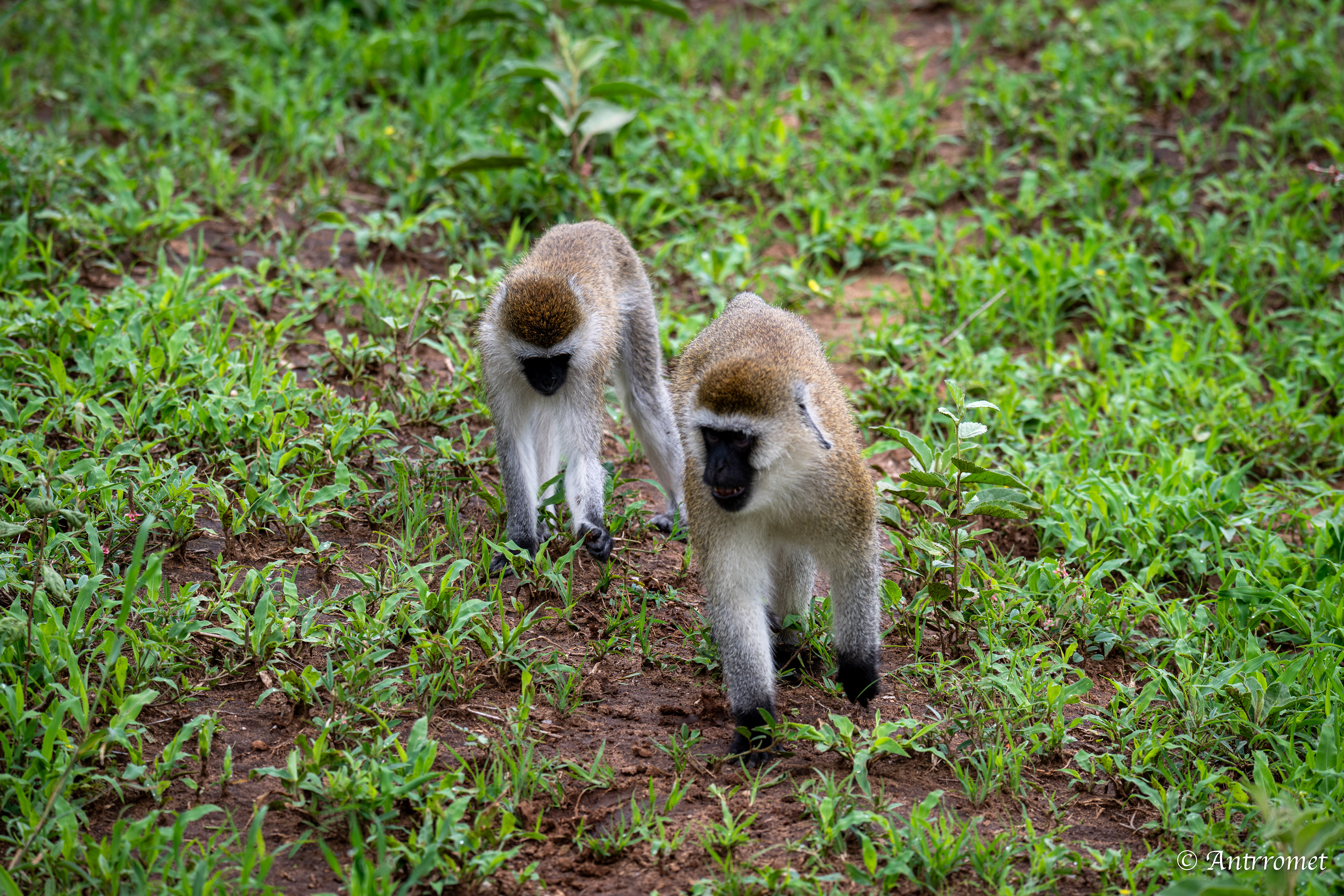 Vervet Monkeys