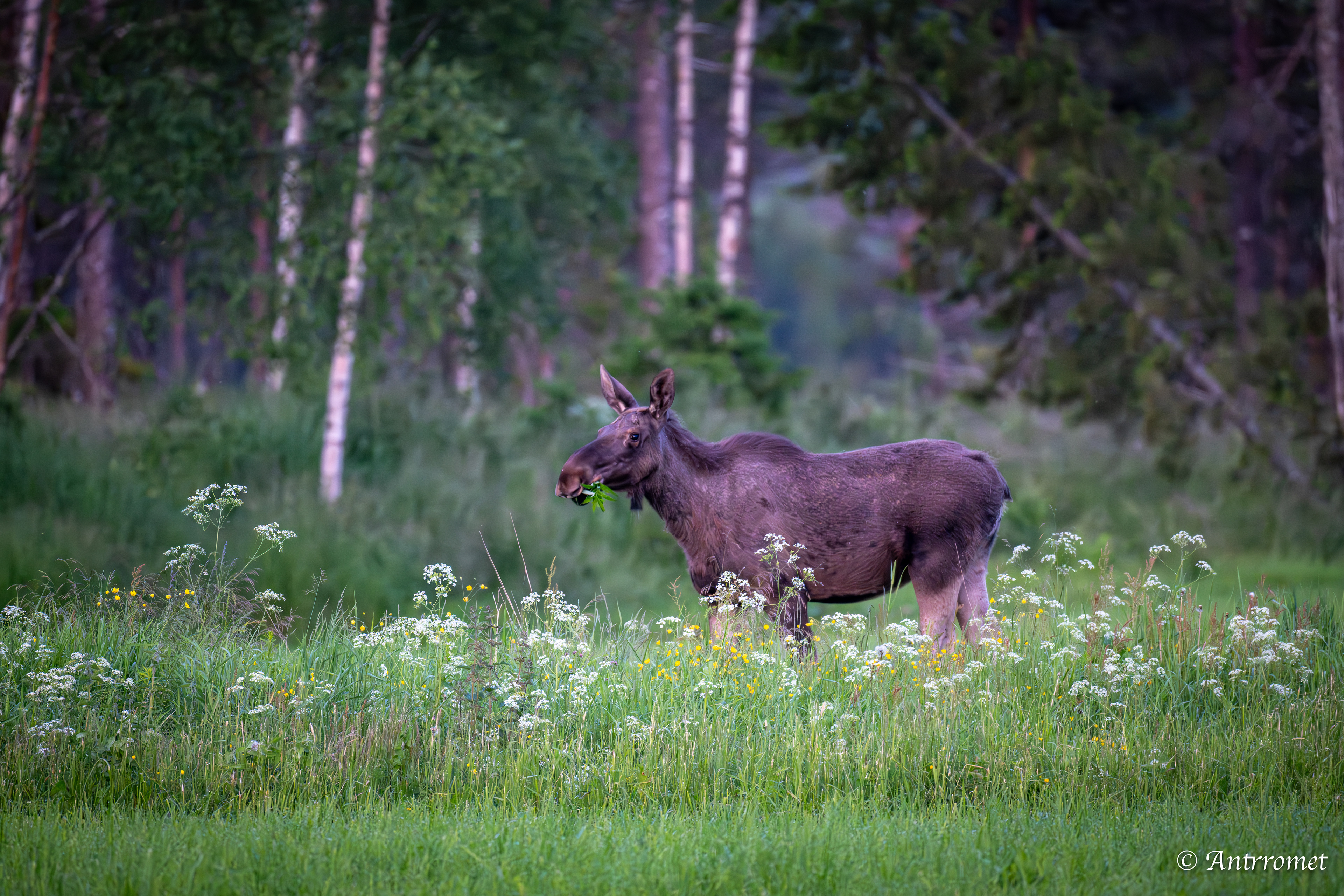 Moose somewhere in Bangsund
