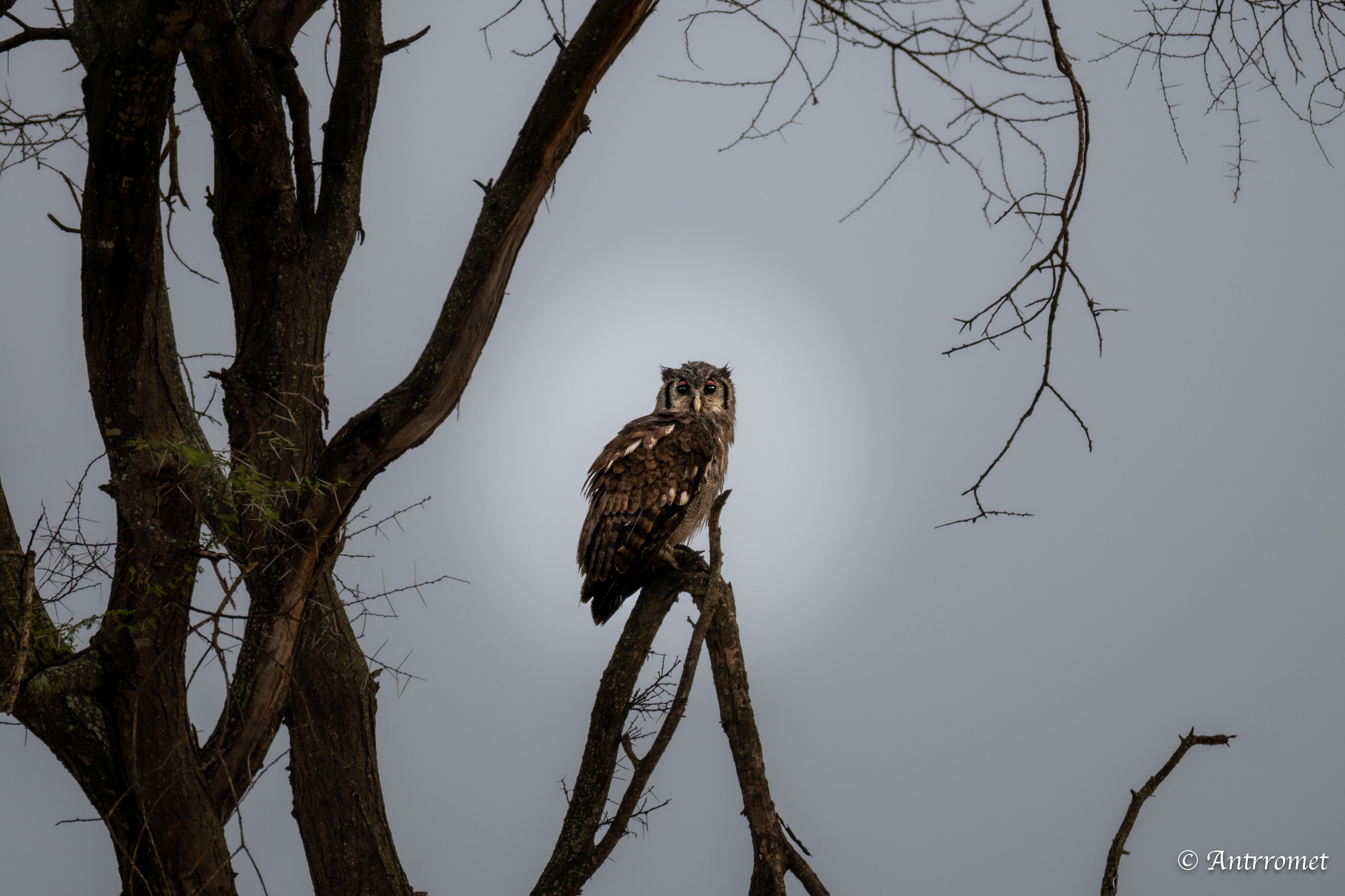 Verreaux’s eagle-owl