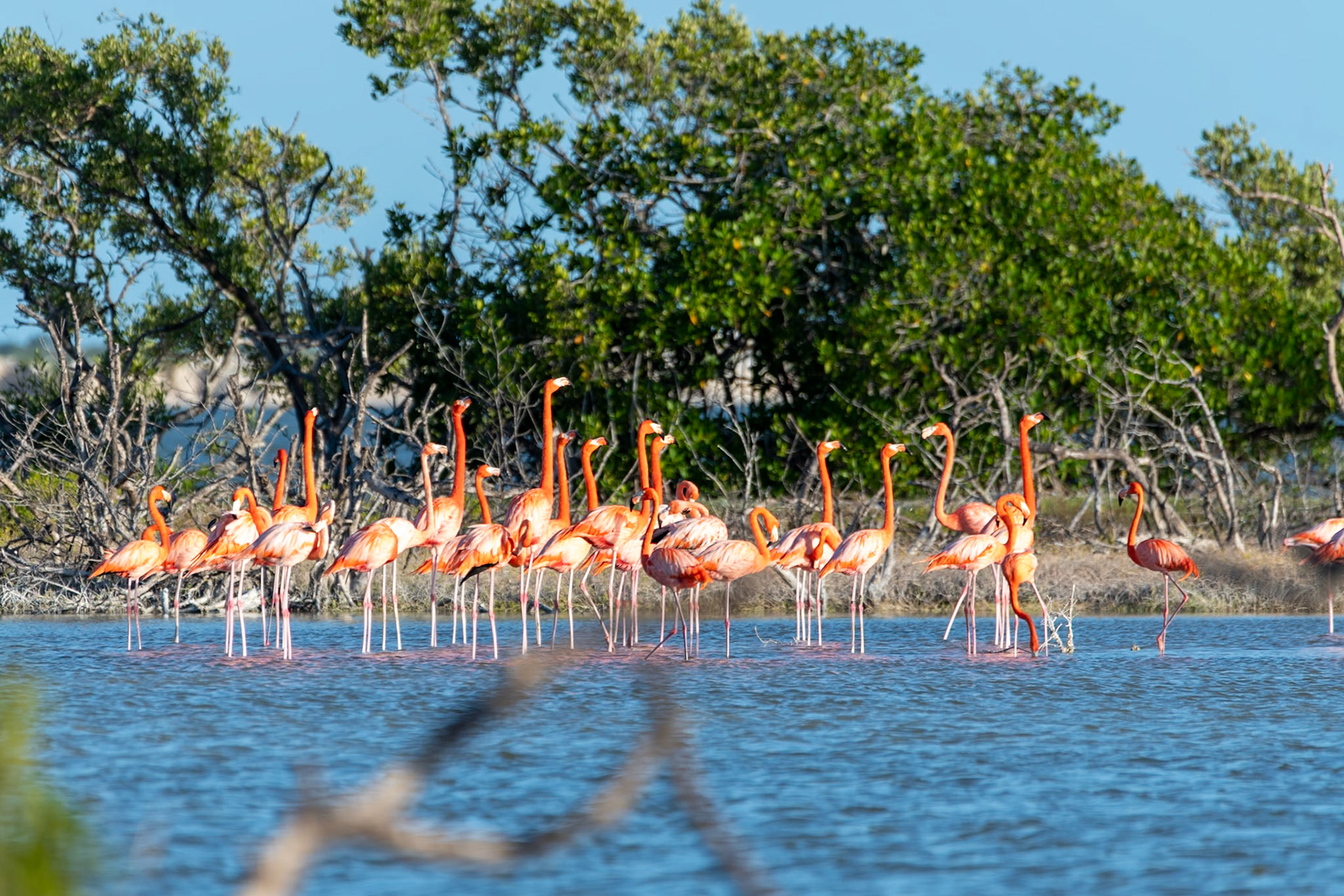 Flamingos at Rio Lagartos Lagoon