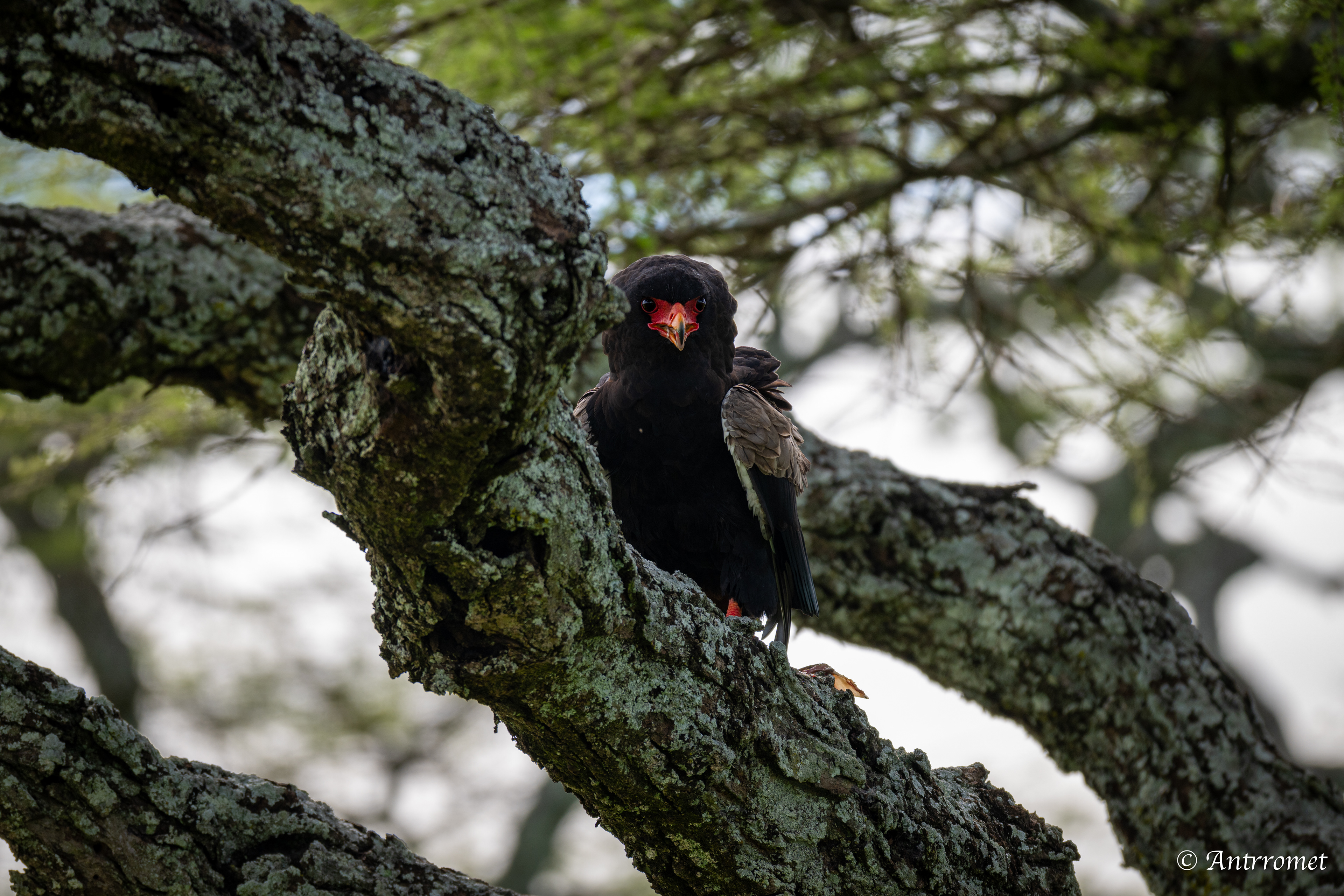 Bateleur Eagle