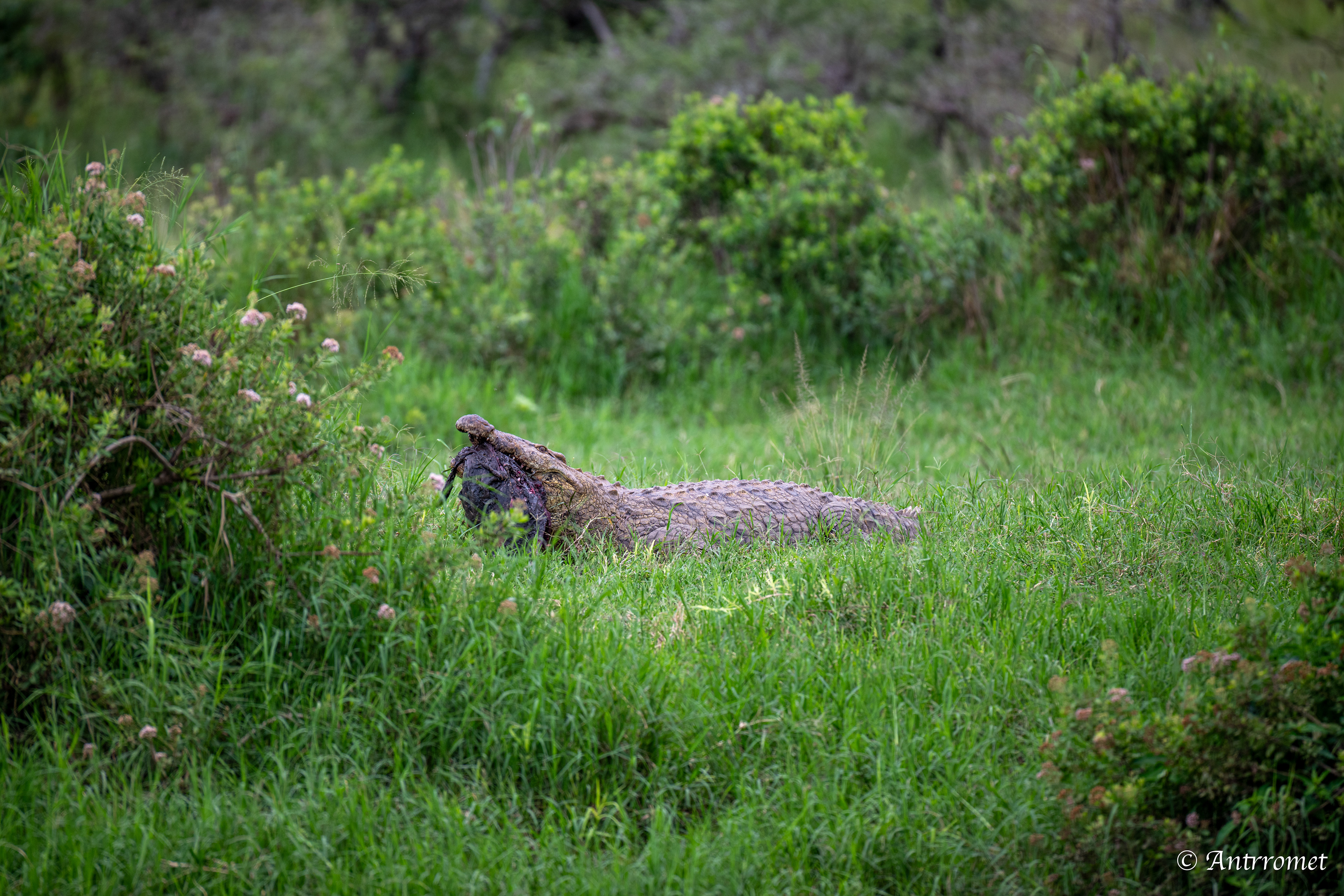 Nile Crocodile devouring a warthog