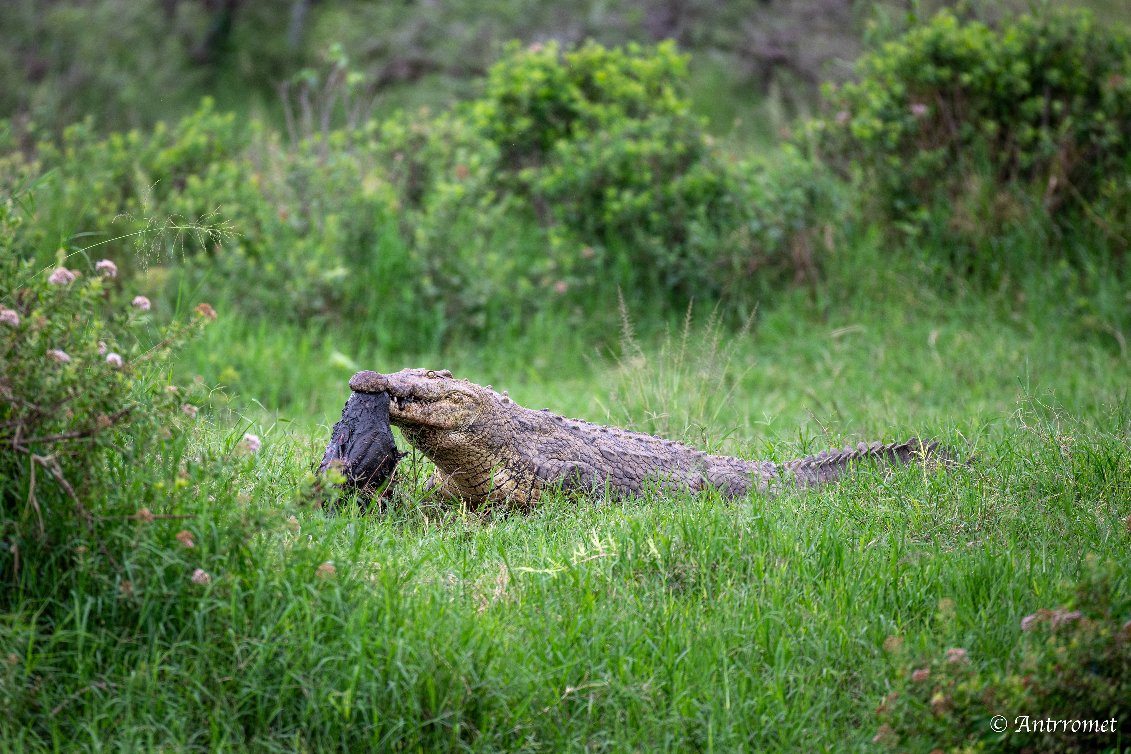 Nile Crocodile devouring a warthog