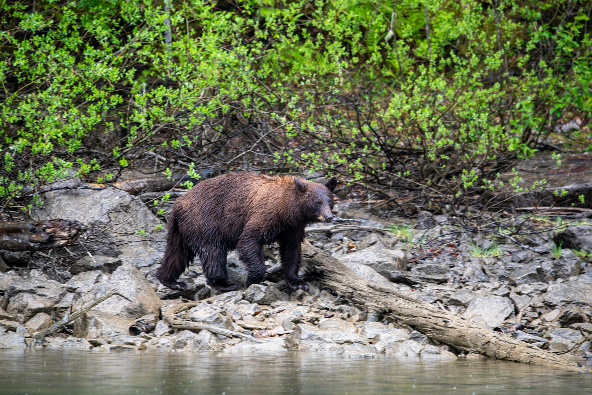 Black bear near Mud Lake