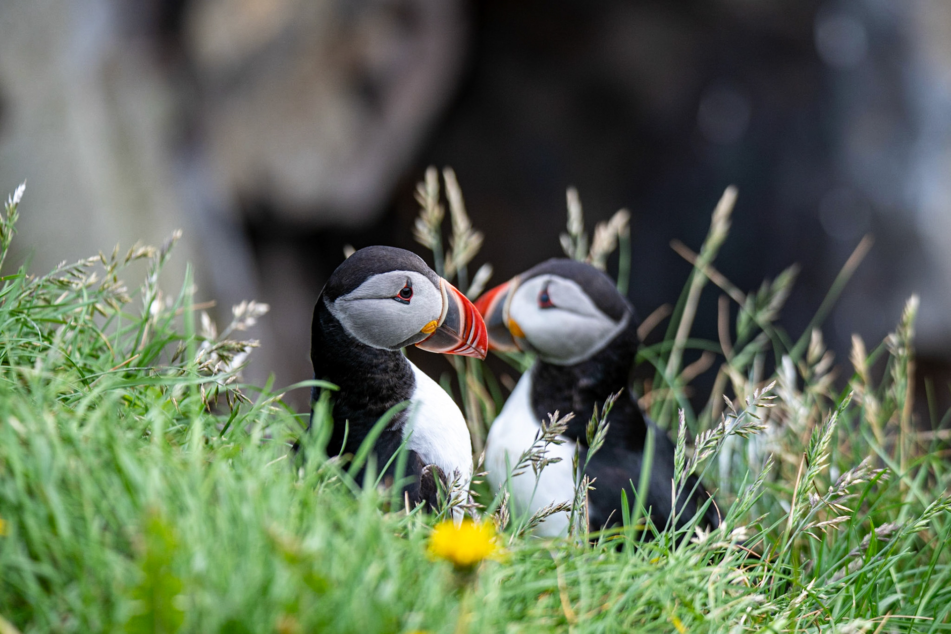 Atlantic puffin