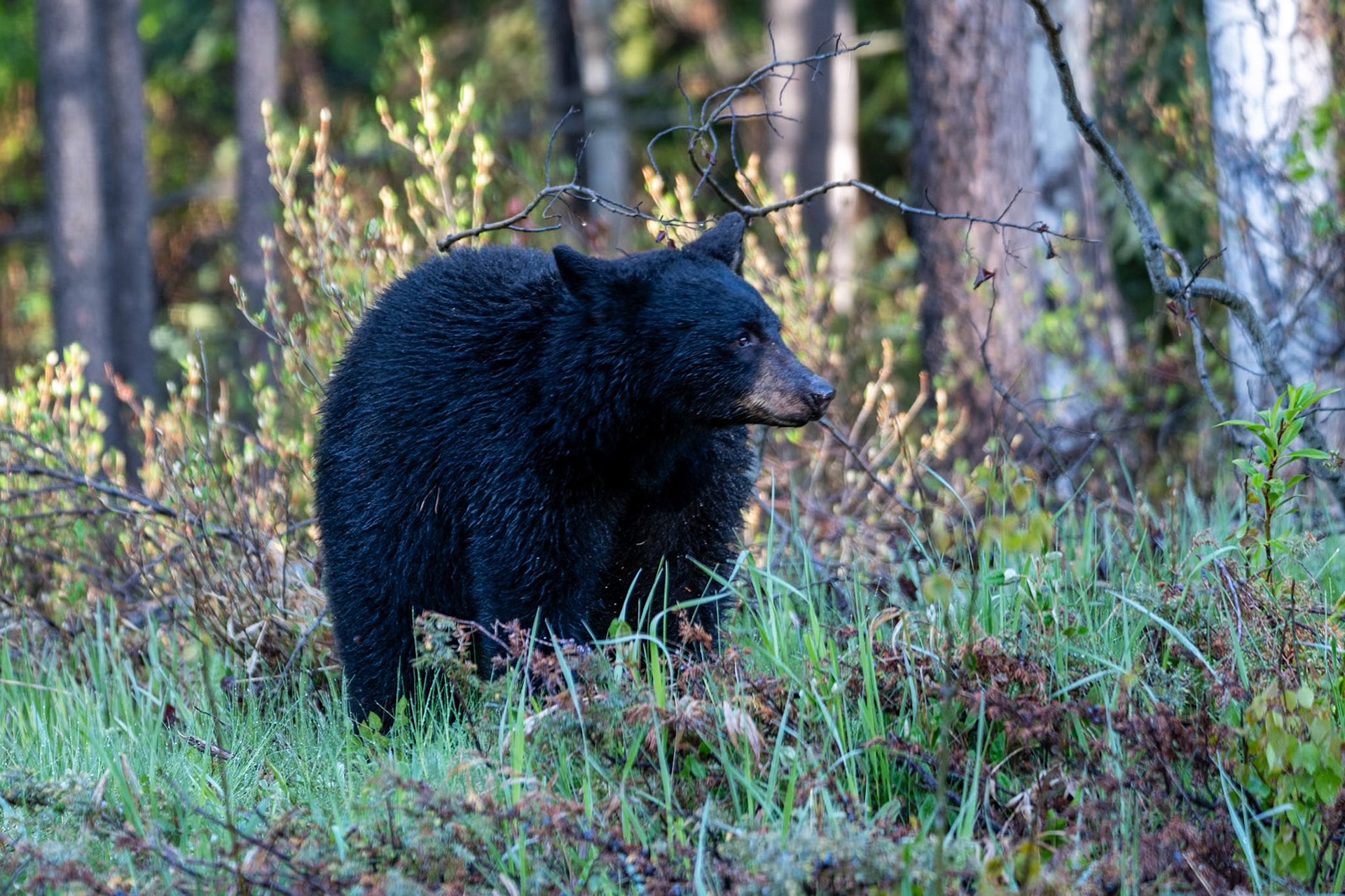 Black bear on Maligne Lake Road