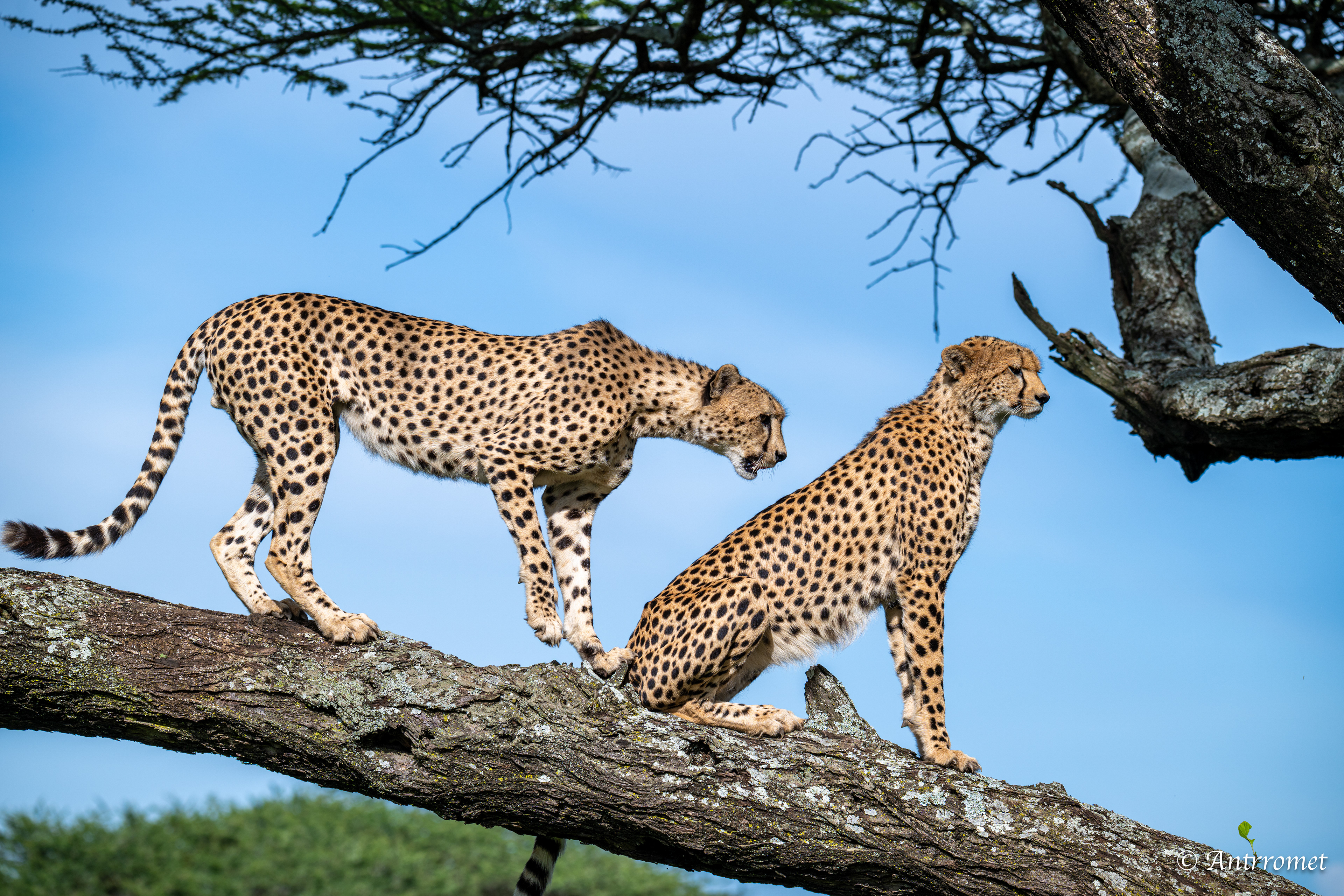 Cheetahs