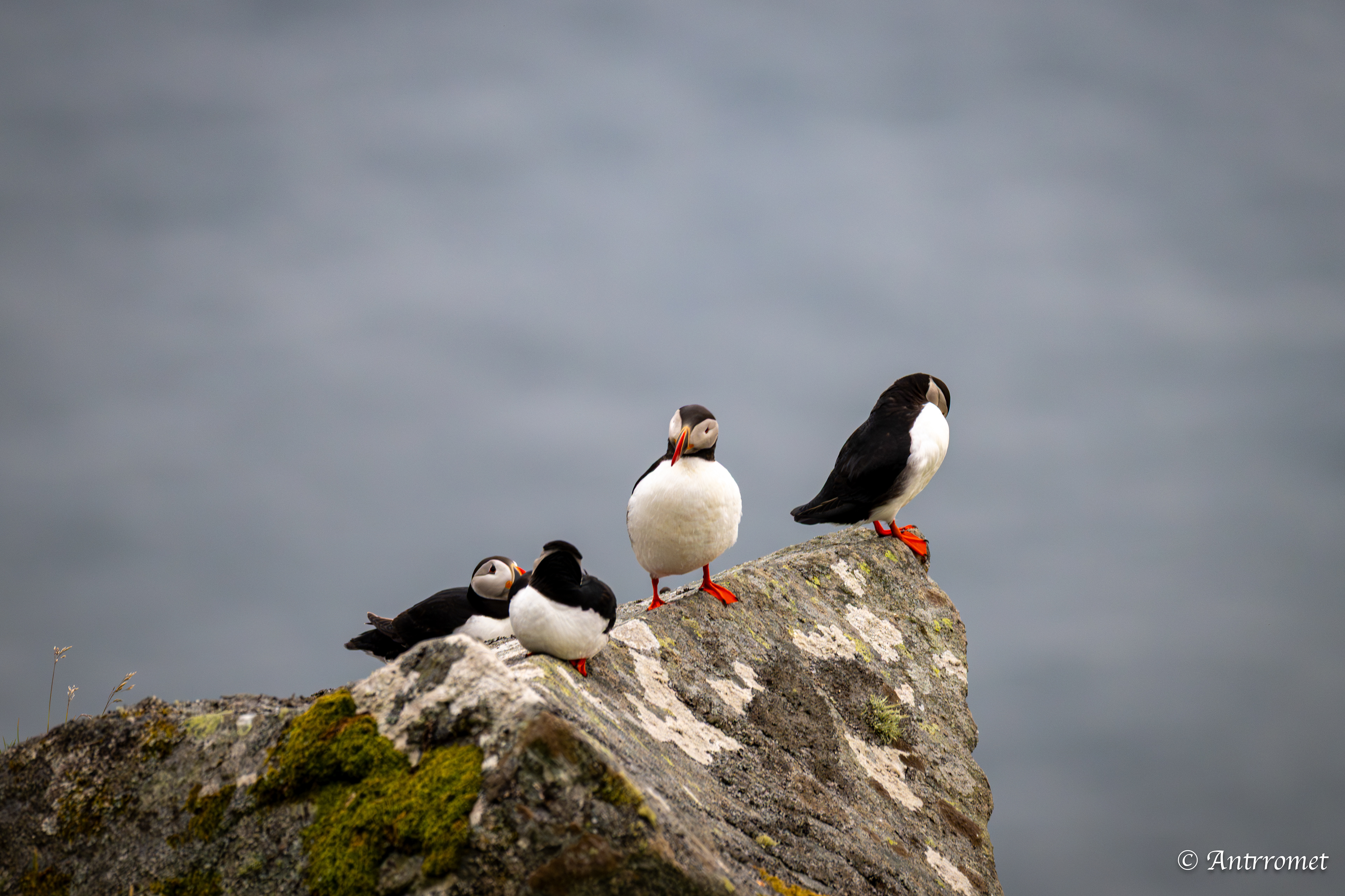 Puffin viewing point, Runde