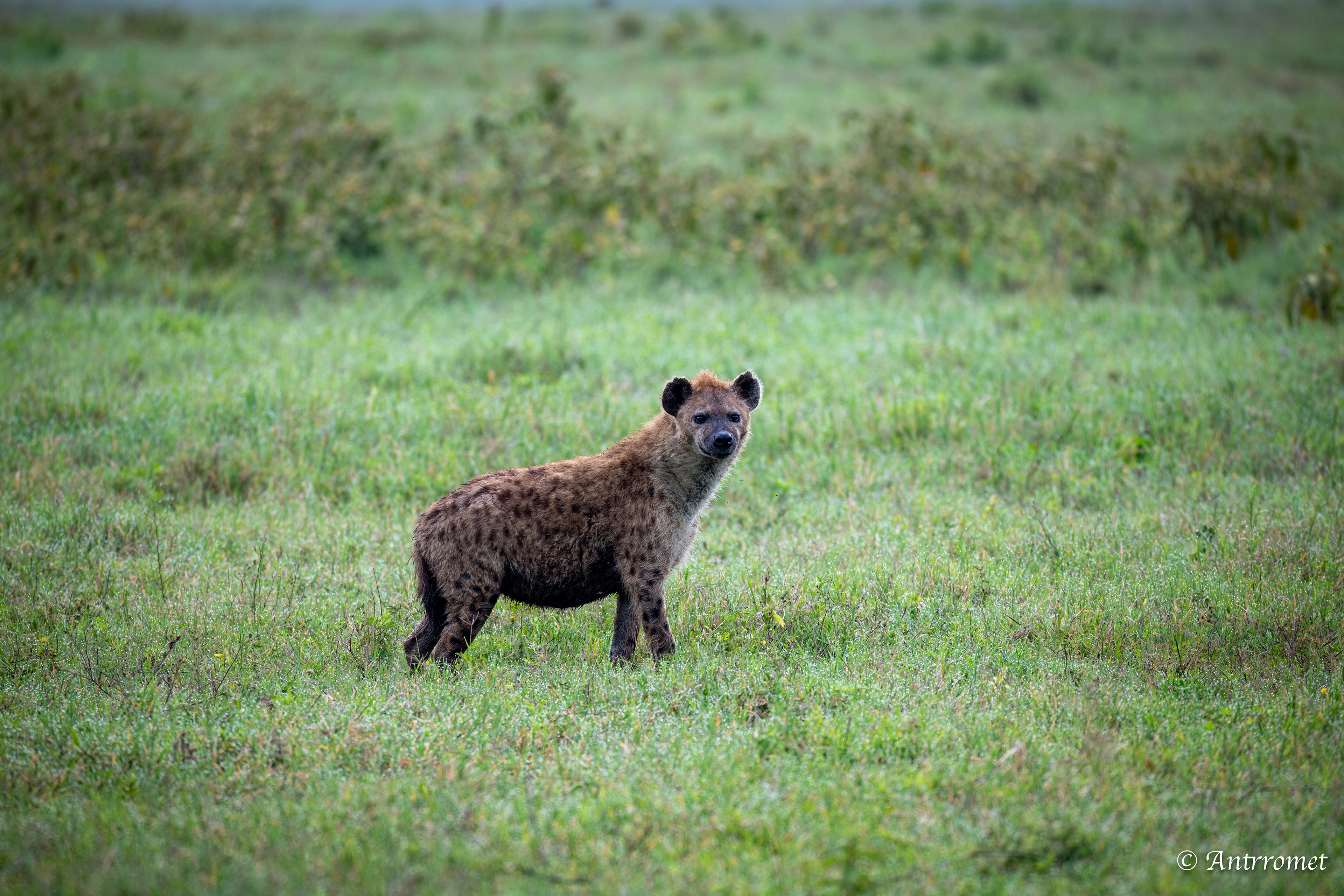 Spotted Hyena