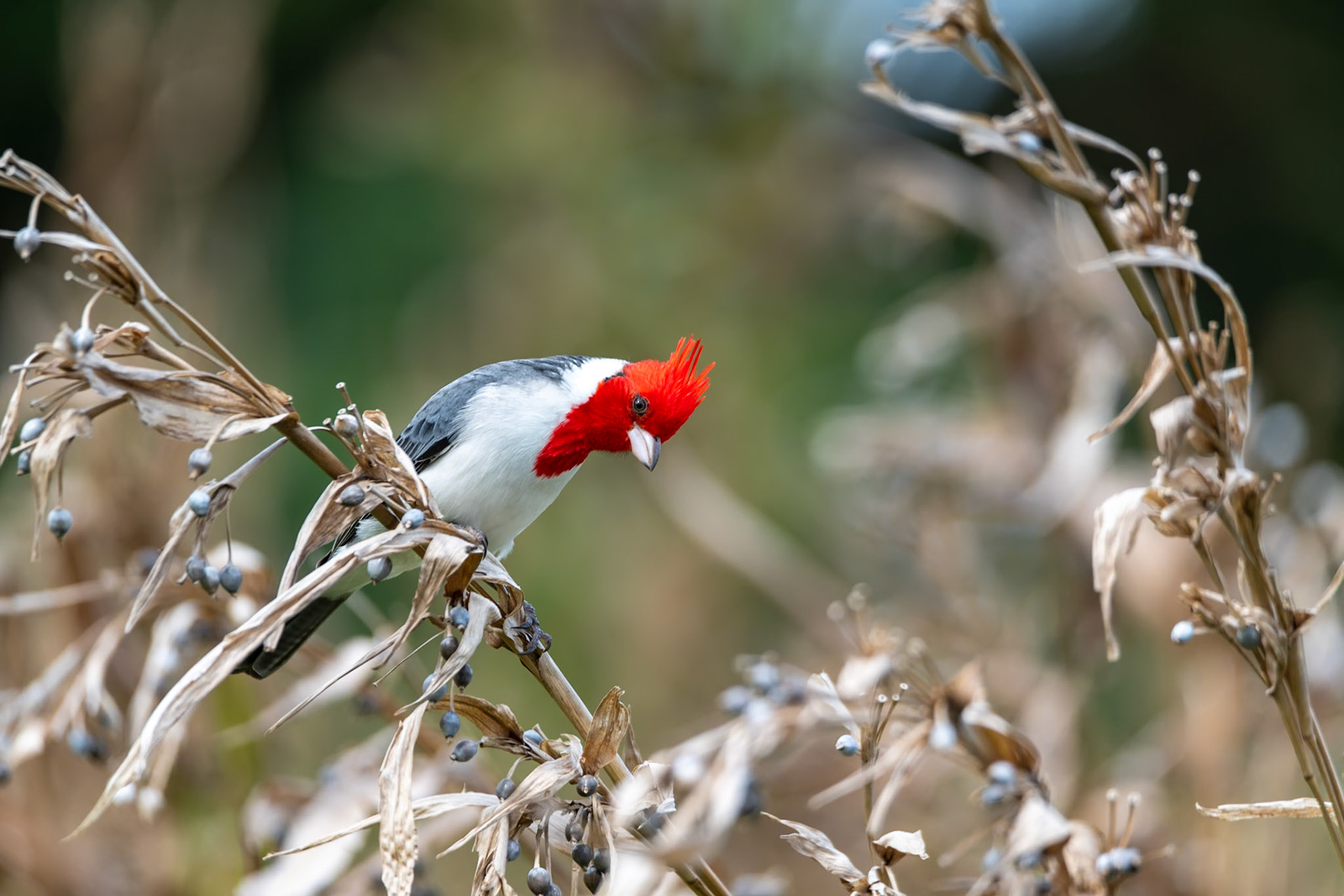 Red-crested Cardinal
