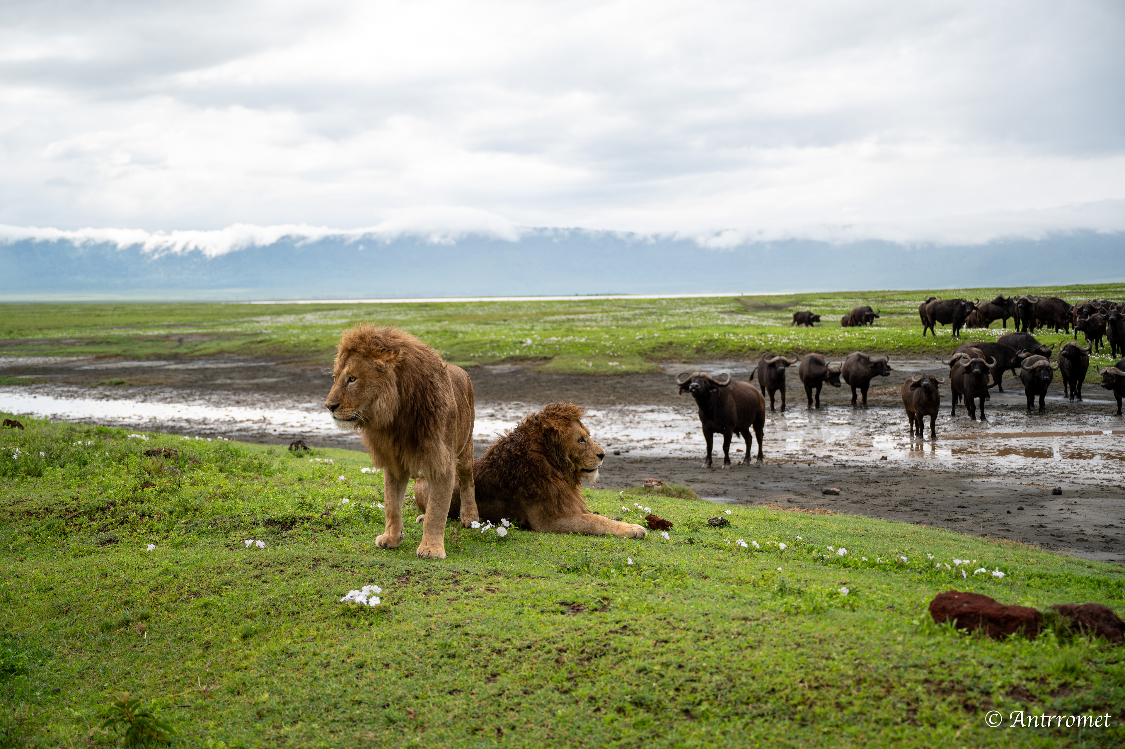 Stand-down between lions and buffaloes