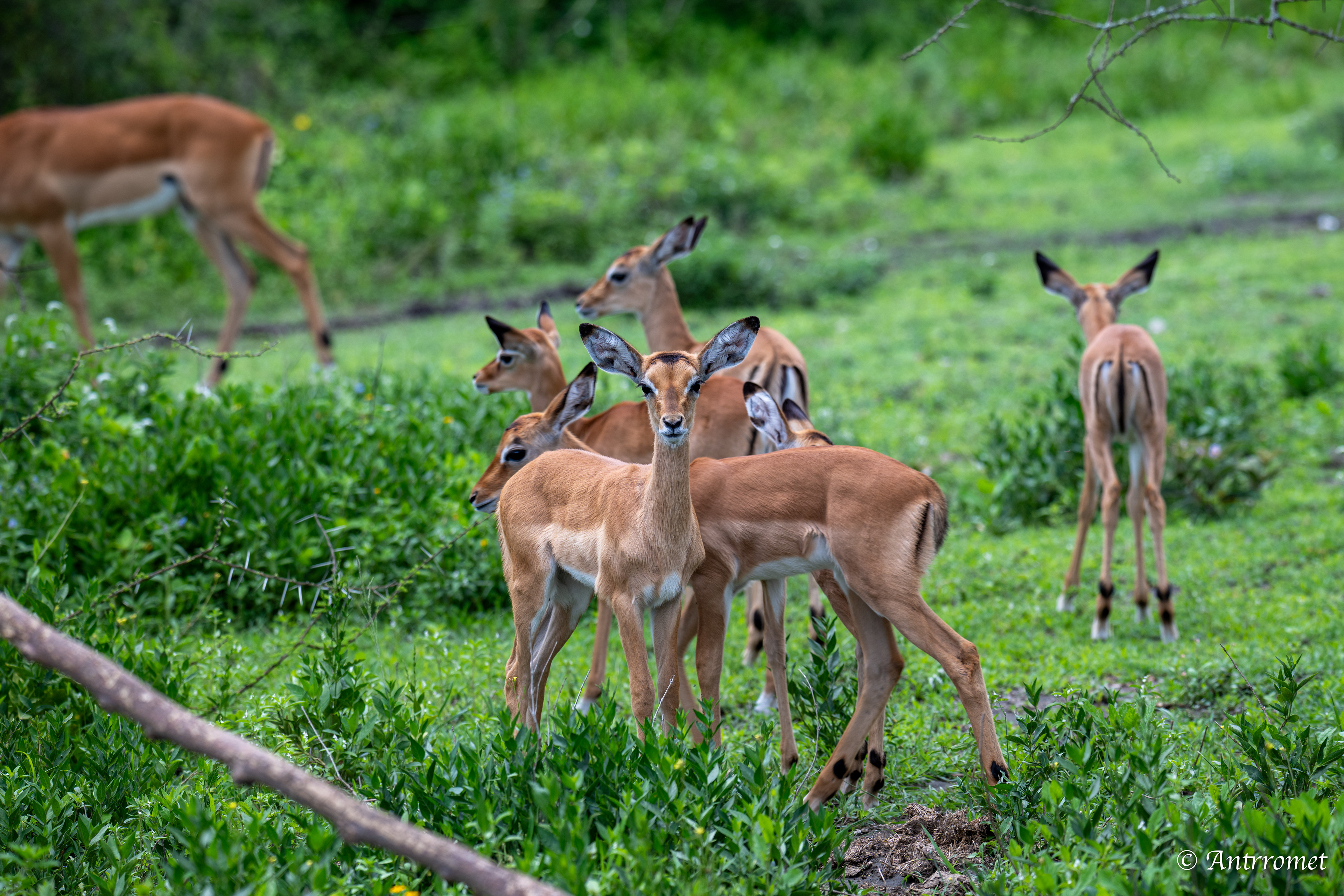 Impalas